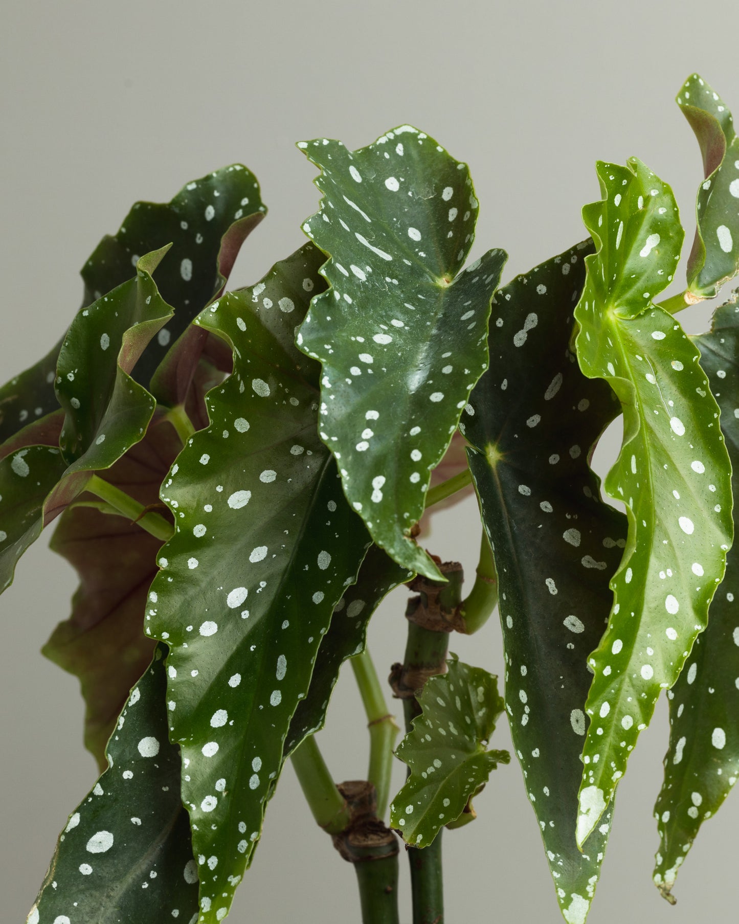 Begonia Maculata Wightii (130mm Pot Size)