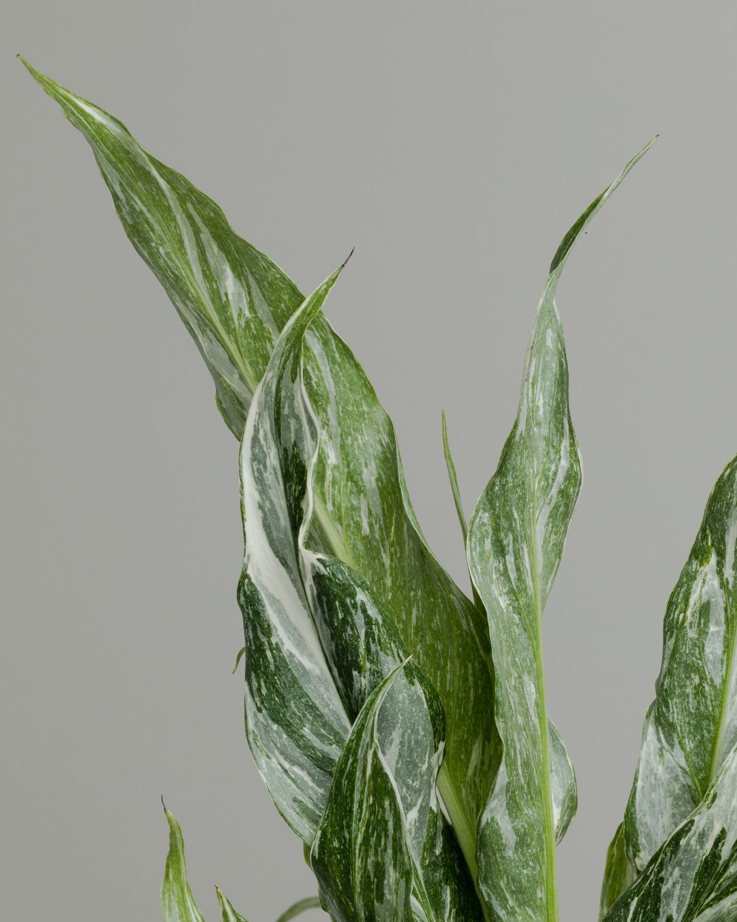 Spathiphyllum, Domino (130mm pot size)