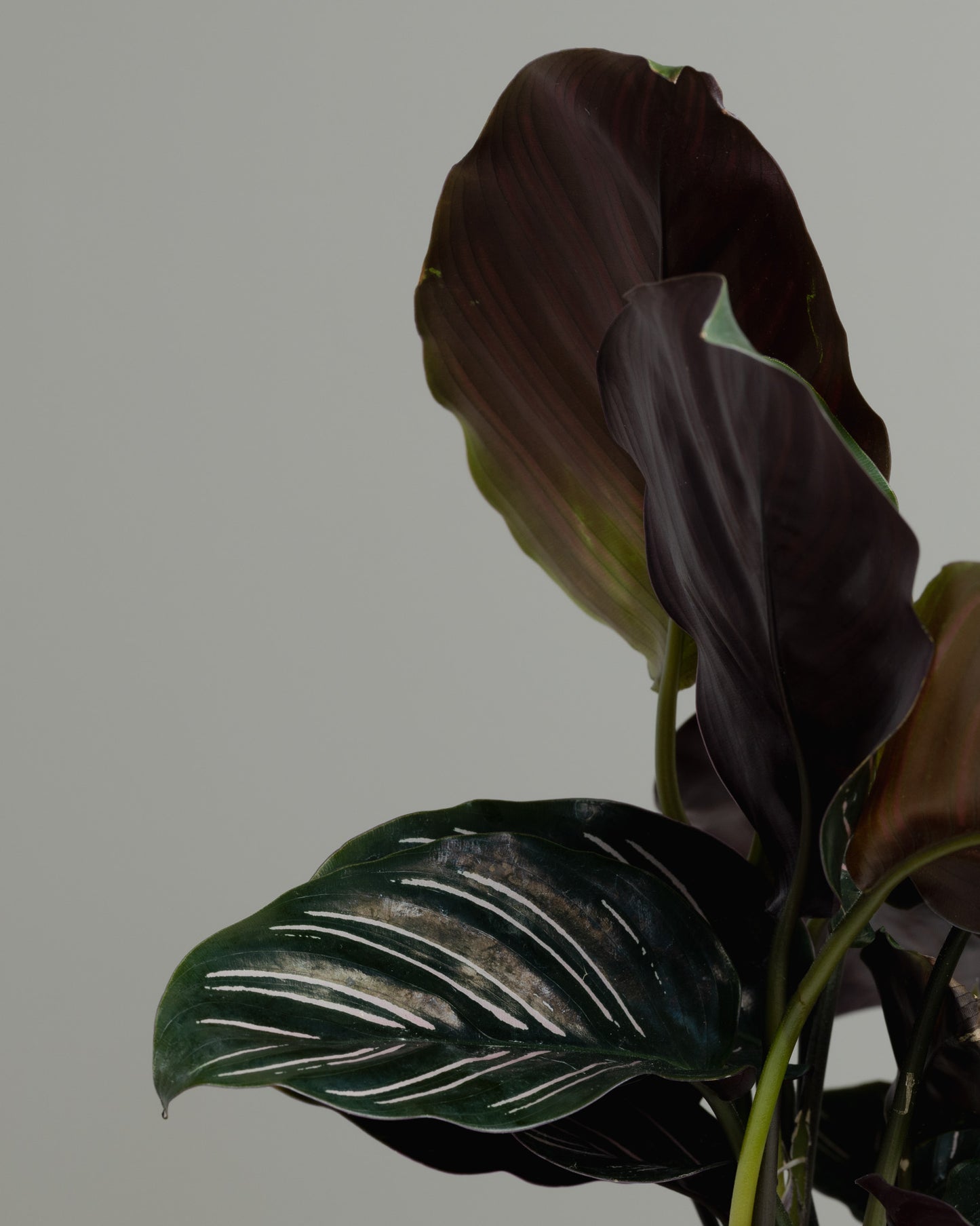 Calathea Ornata, Pinstripe plant (130mm Pot Size)