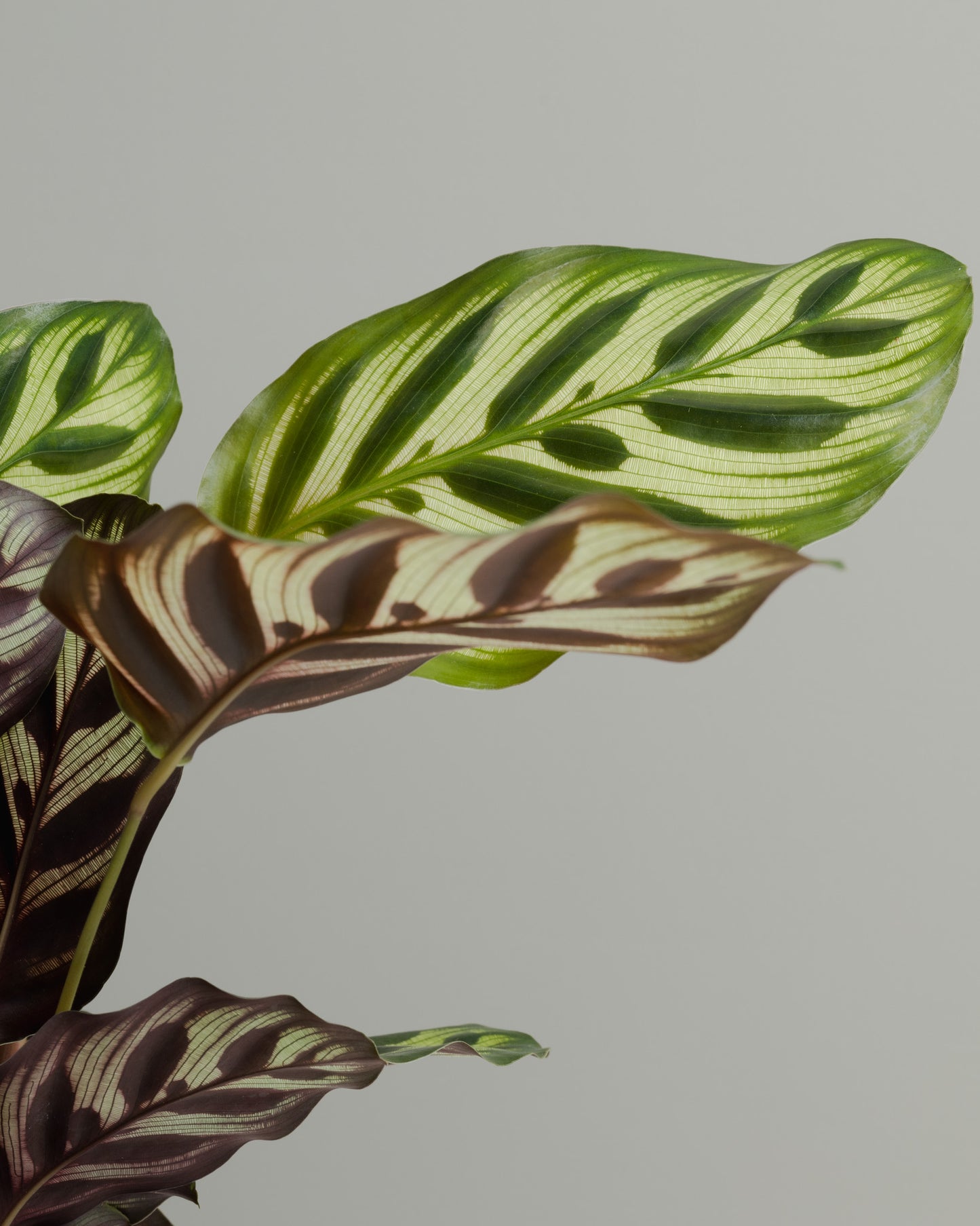 Calathea Makoyana (120mm pot size)