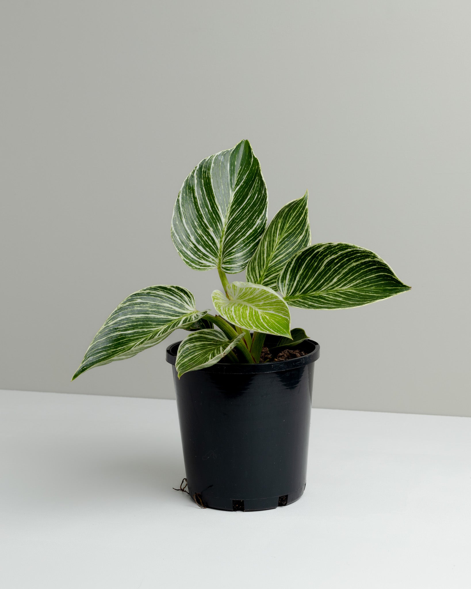philodendron pot size Philodendron Birkin (140mm Pot Size)