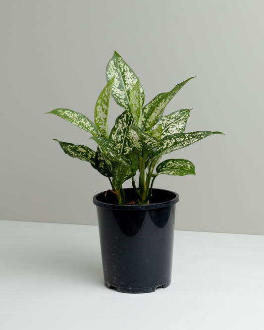 Aglaonema Thai Snowflake plant. Buy indoor plants online and have it delivered to your door.