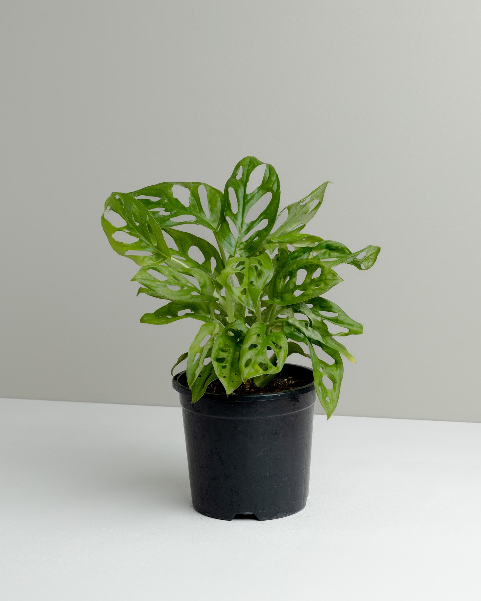 25 40cm monstera adansonii monkey mask 12cm pot house plant Monstera Monkey Mask (130mm Pot Size) – Little Fox Lane