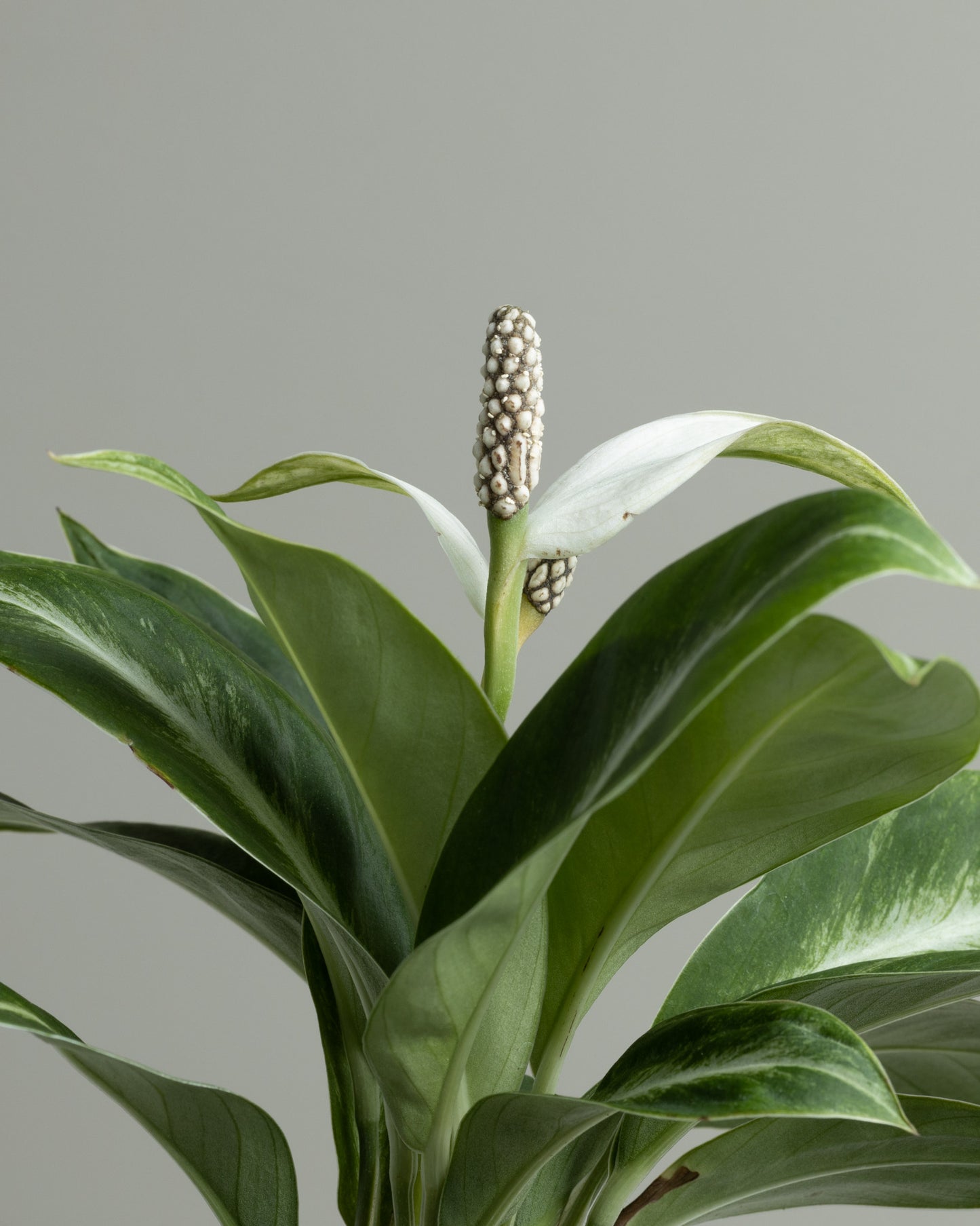Spathiphyllum, Silver Streak (130mm pot size)