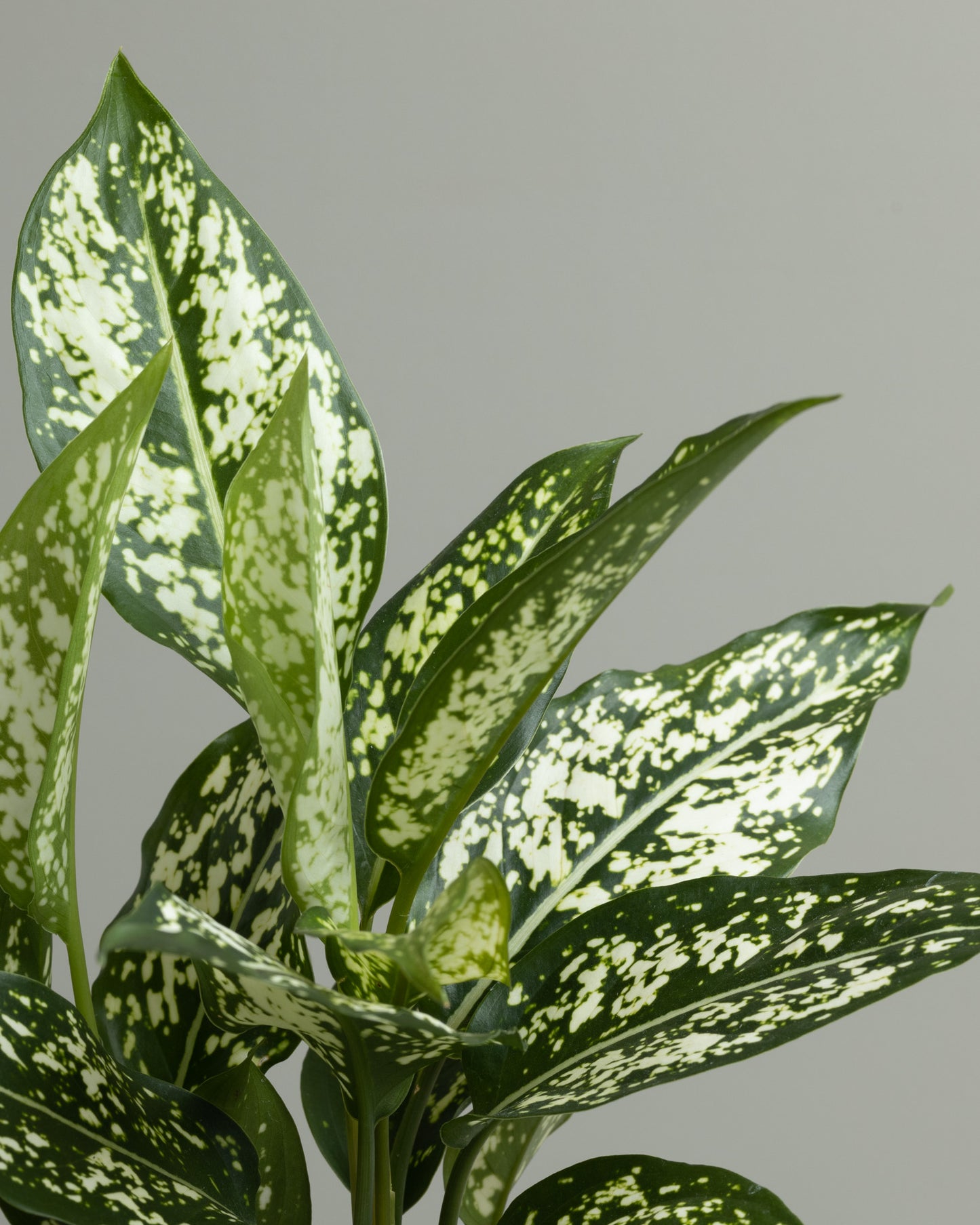 Aglaonema, Thai Snowflake (140mm pot)