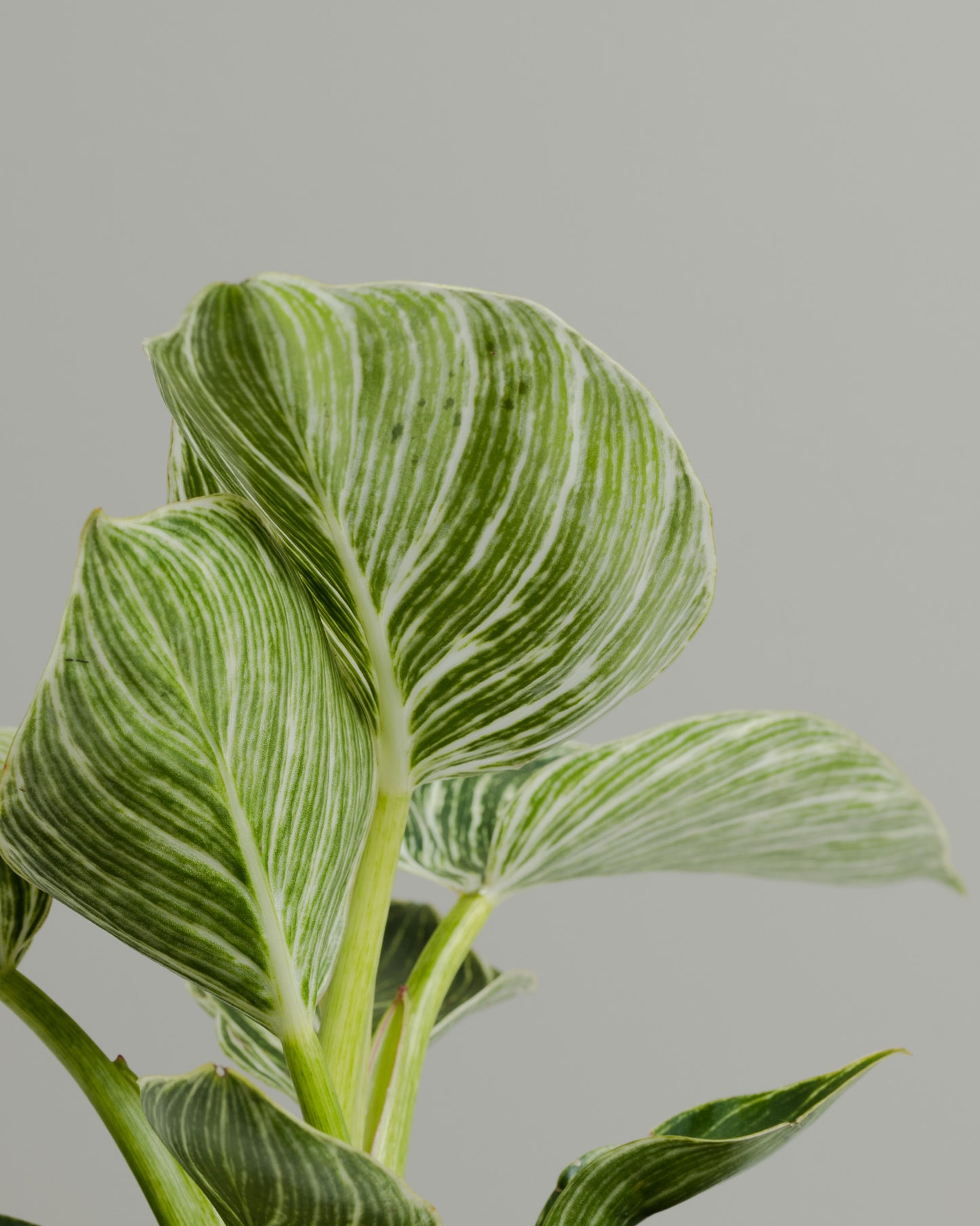 Philodendron Birkin (140mm Pot Size)