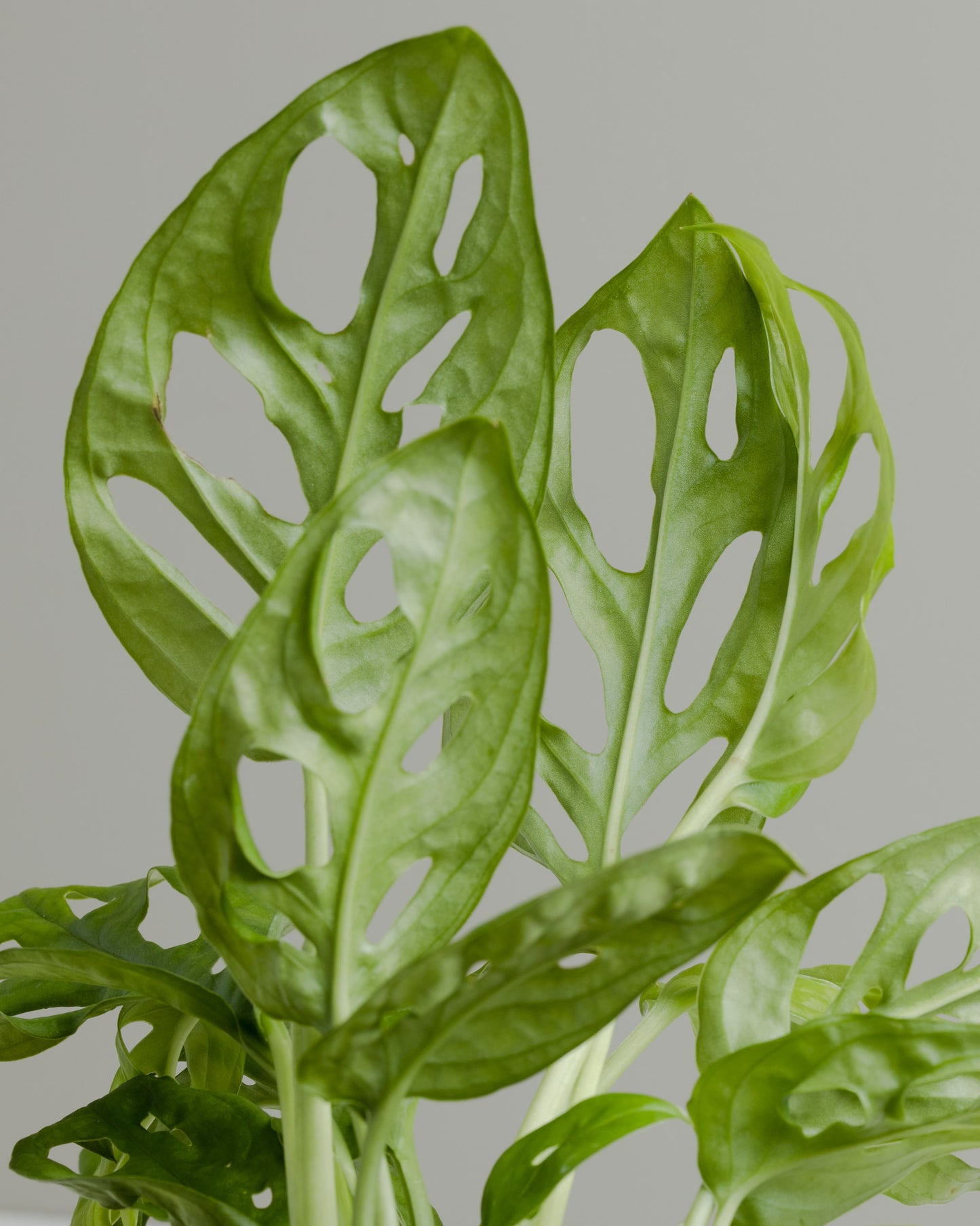 Monstera Monkey Mask (130mm Pot Size)