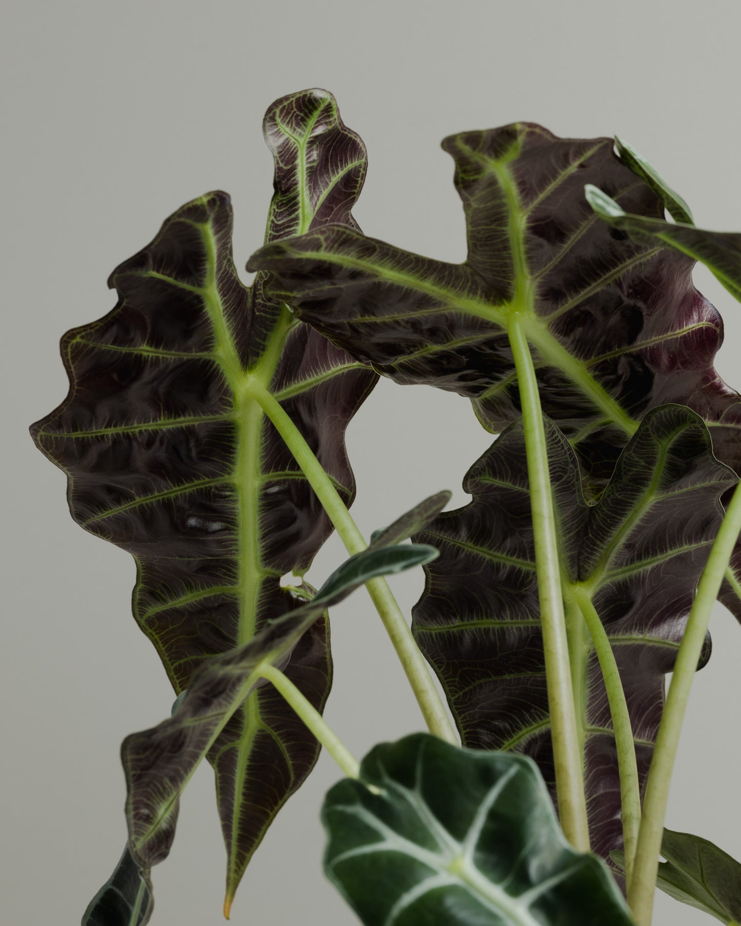 Alocasia Amazonica (140mm Pot Size)