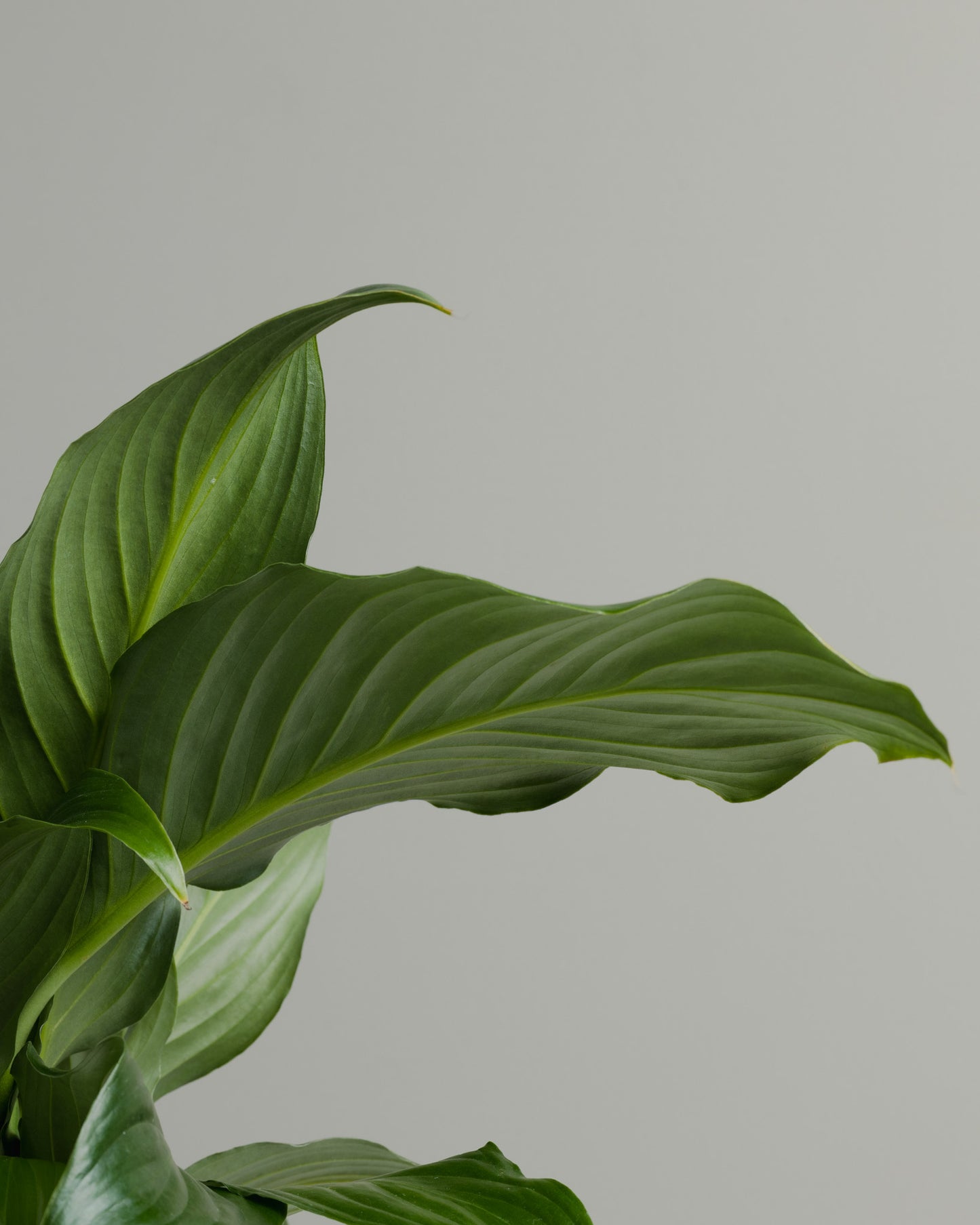 Spathiphyllum, Romano (140mm pot size)