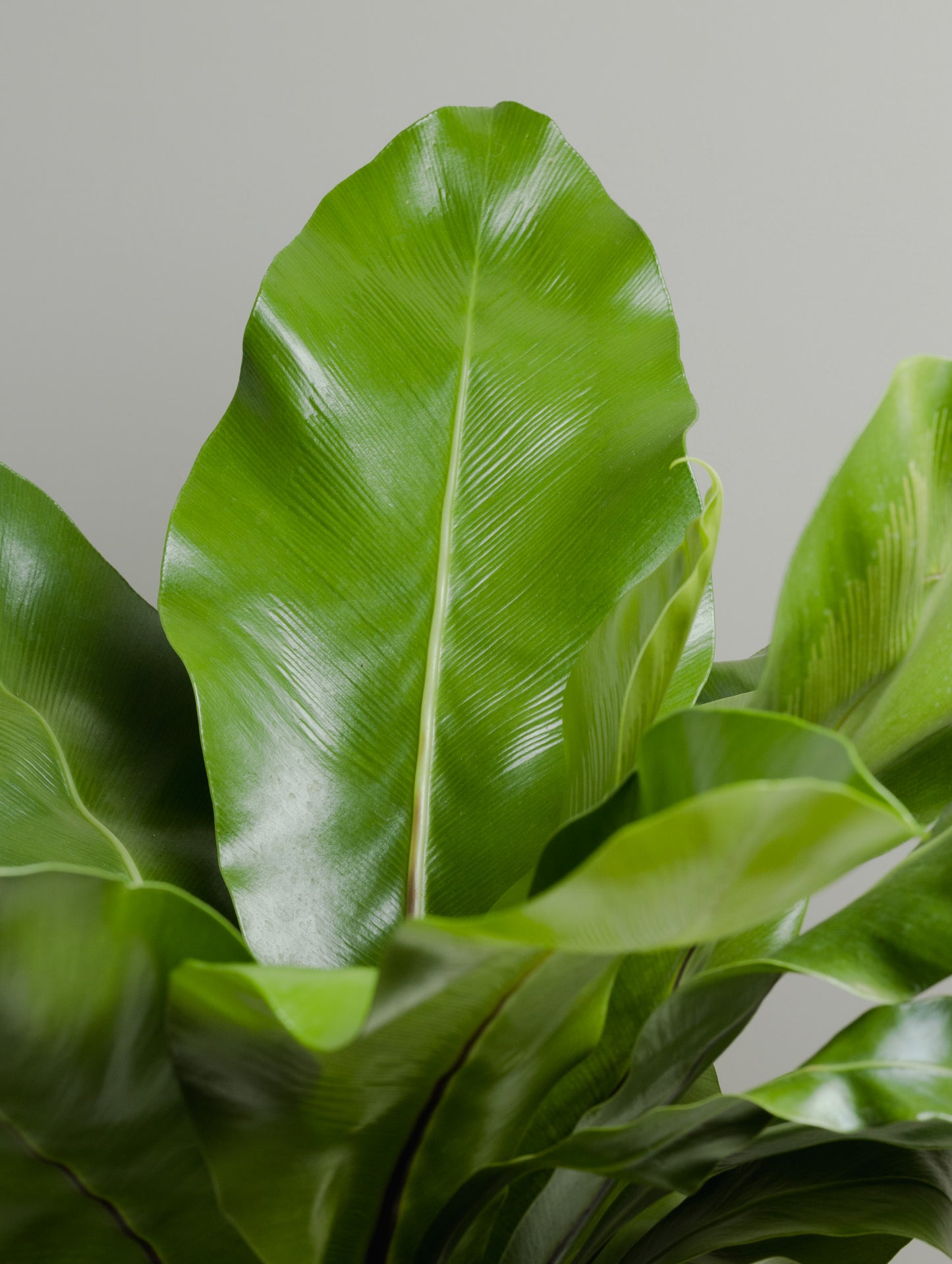 Asplenium, Norfolk gem (200mm Pot Size)