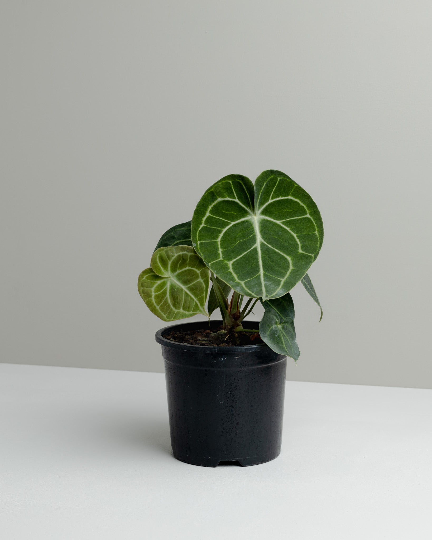 pot size for anthurium Anthurium Clarinervium (100mm Pot Size)