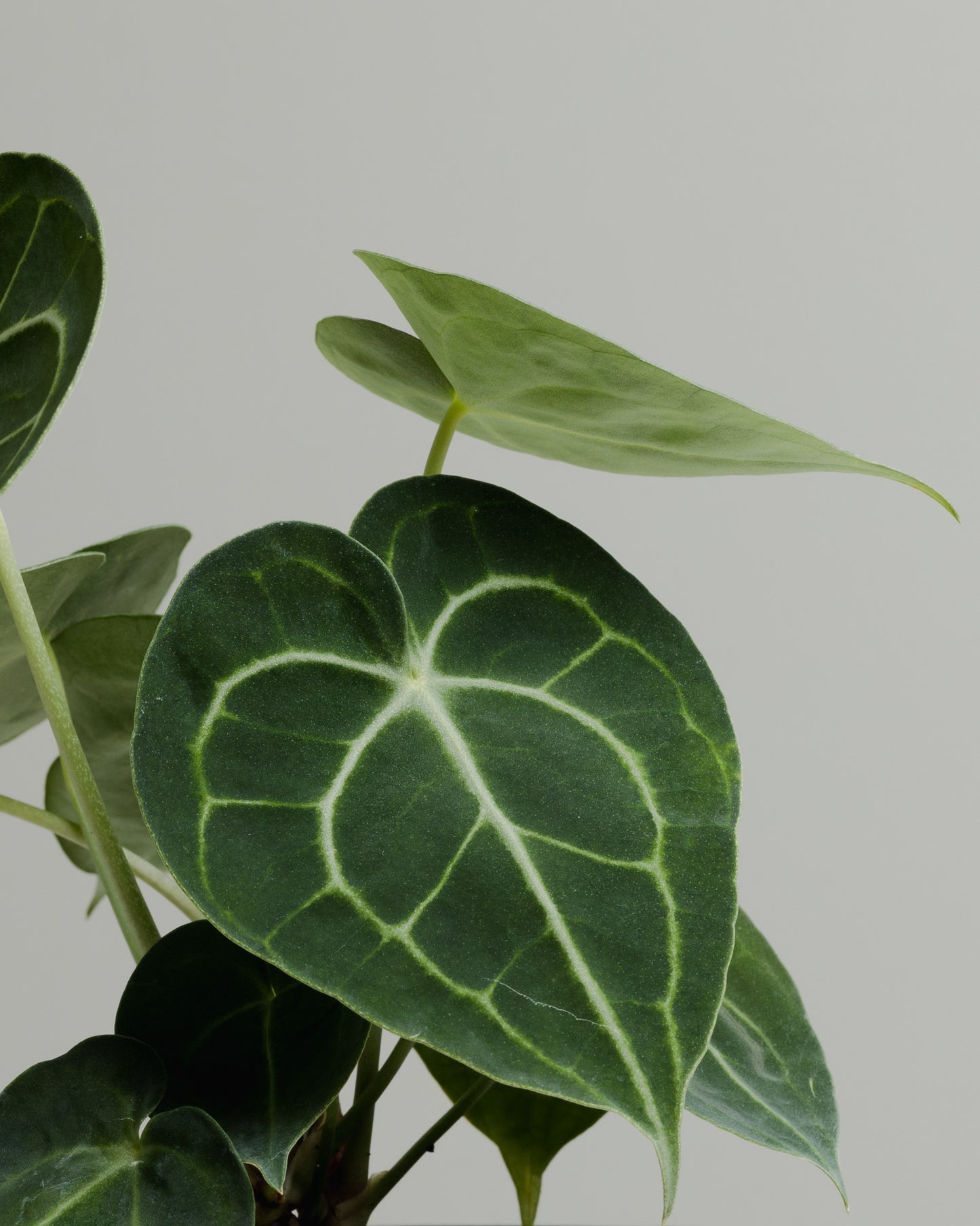 Anthurium Clarinervium (100mm Pot Size)