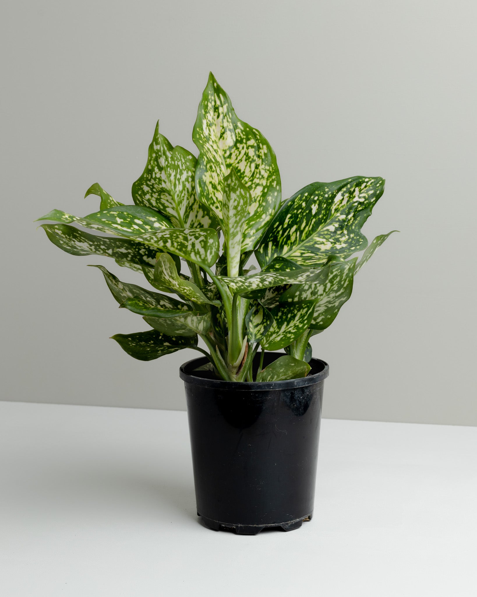 aglaonema commutatum eileen Aglaonema, Eileen (125mm pot)