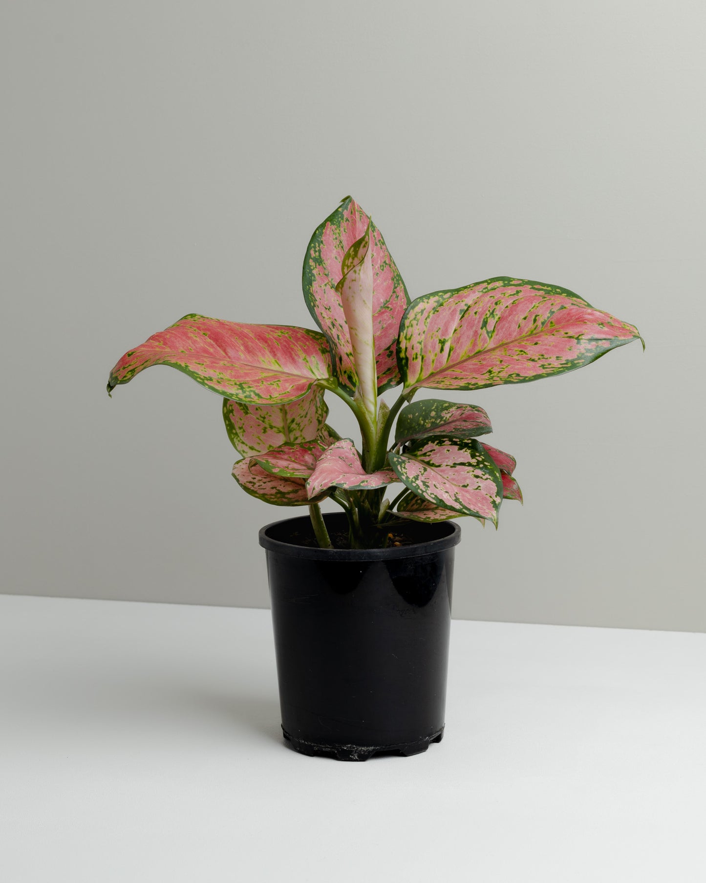 Aglaonema, Red Valentine (125mm pot)