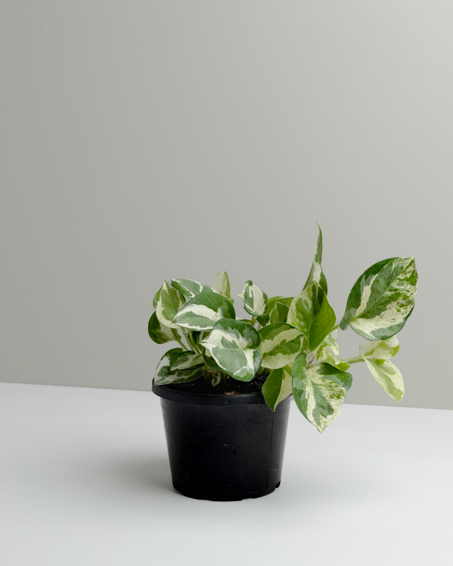 Pothos, Snow Queen (130mm Pot Size)