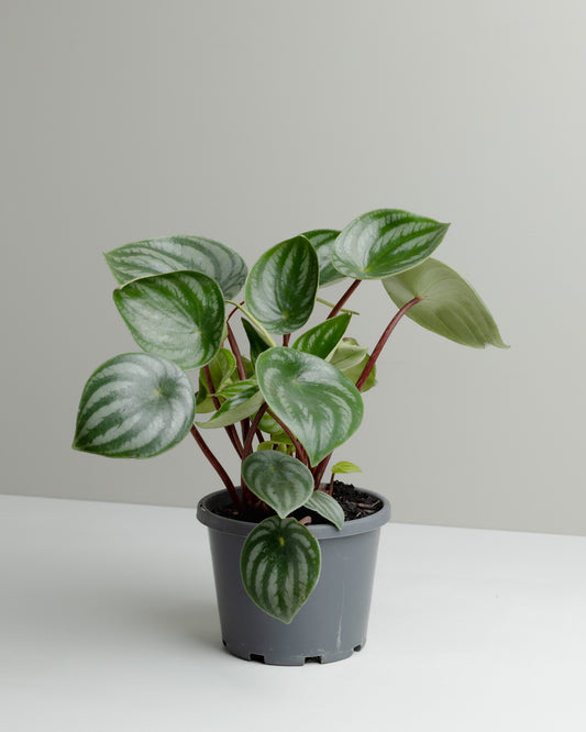 Peperomia Watermelon (130mm Pot Size)