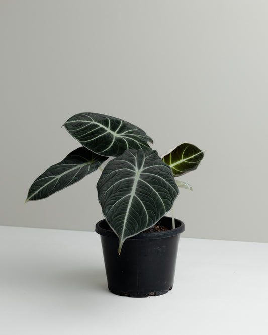 Alocasia Reginula, Black Velvet (130mm Pot Size)