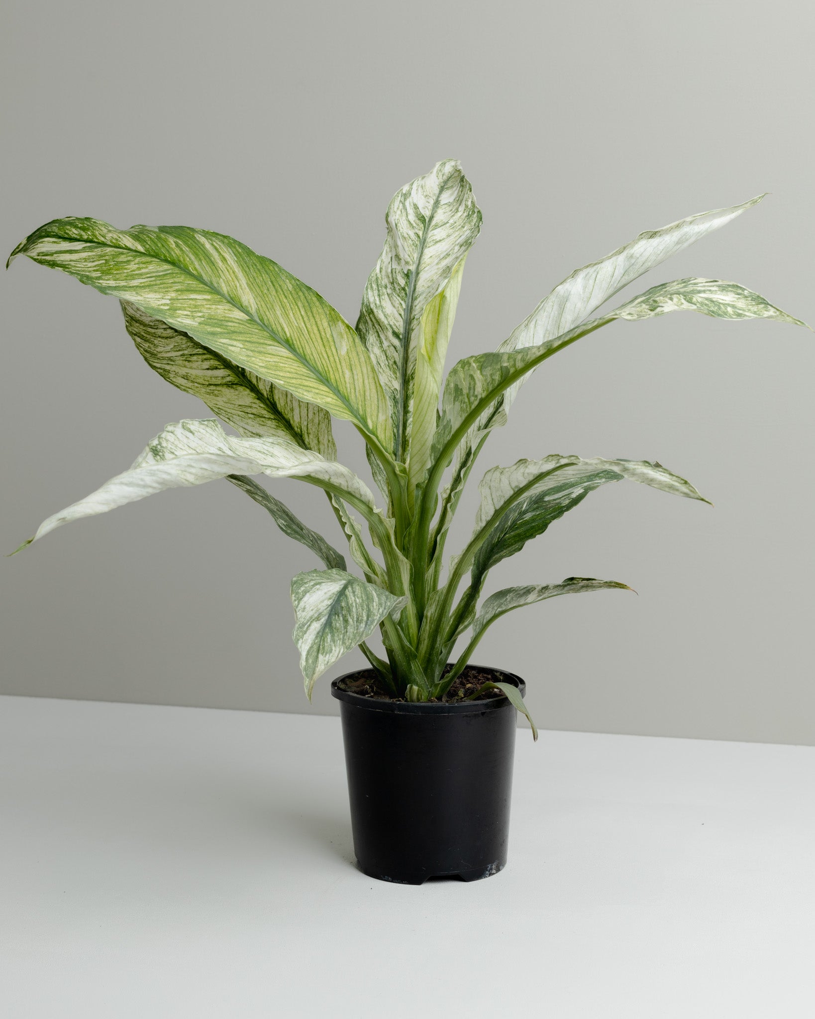 variegated peace lily plant Spathiphyllum, Variegated Sensation (100mm pot size)