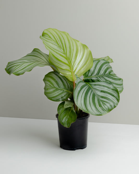 Calathea Orbifolia plant. Buy indoor plants online and have it delivered to your door.