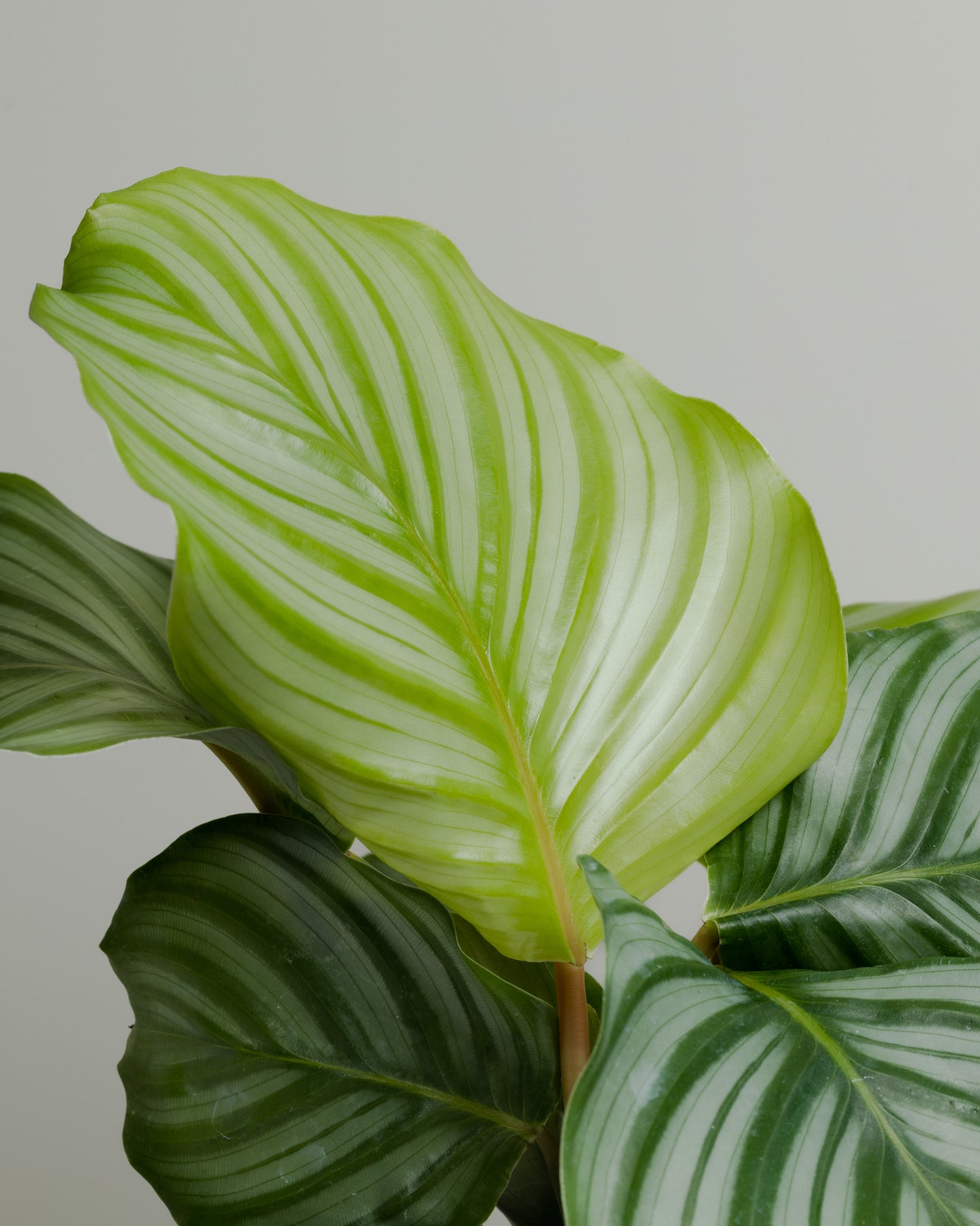 Calathea Orbifolia (120mm Pot)