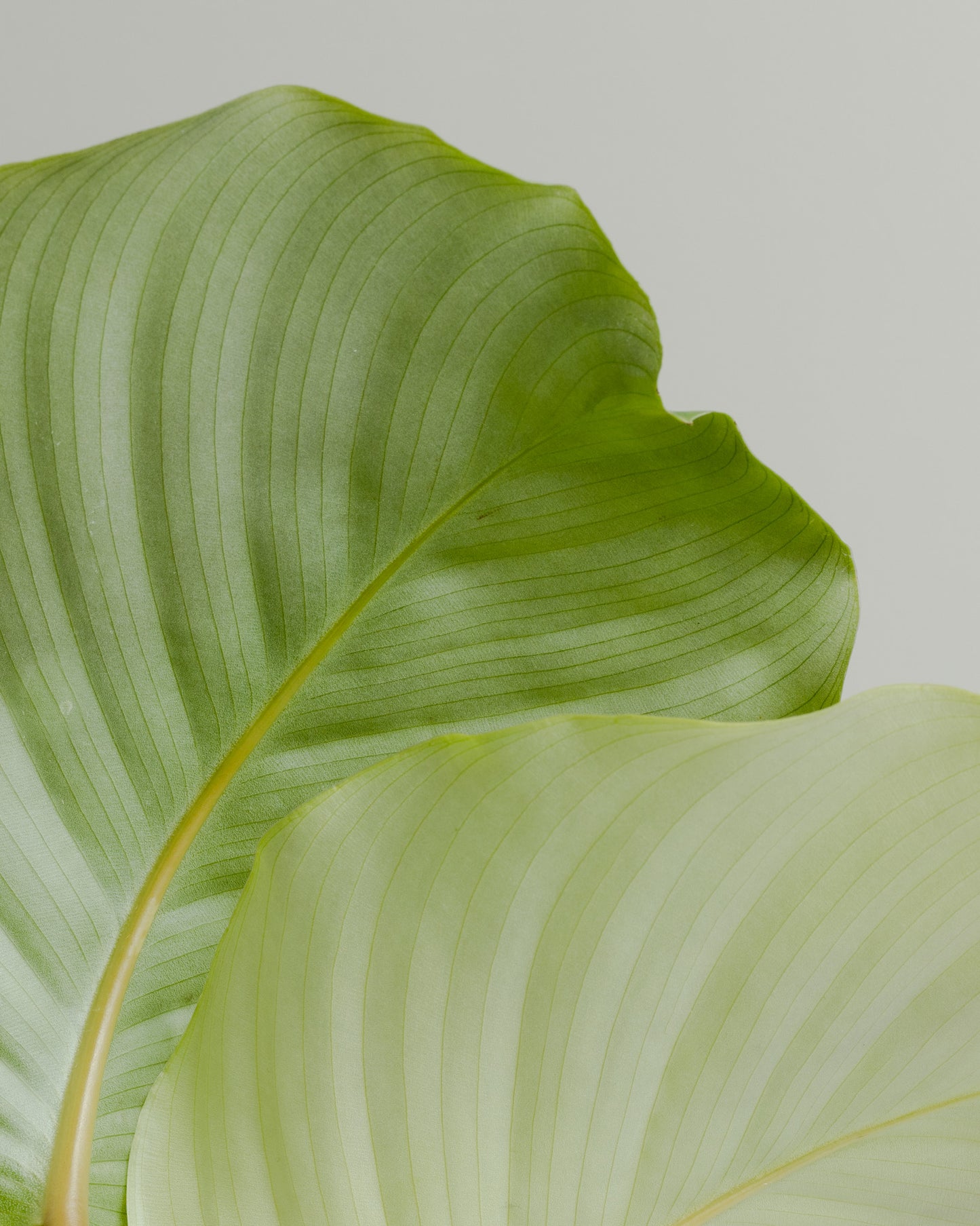 Calathea Orbifolia (90mm Pot size)