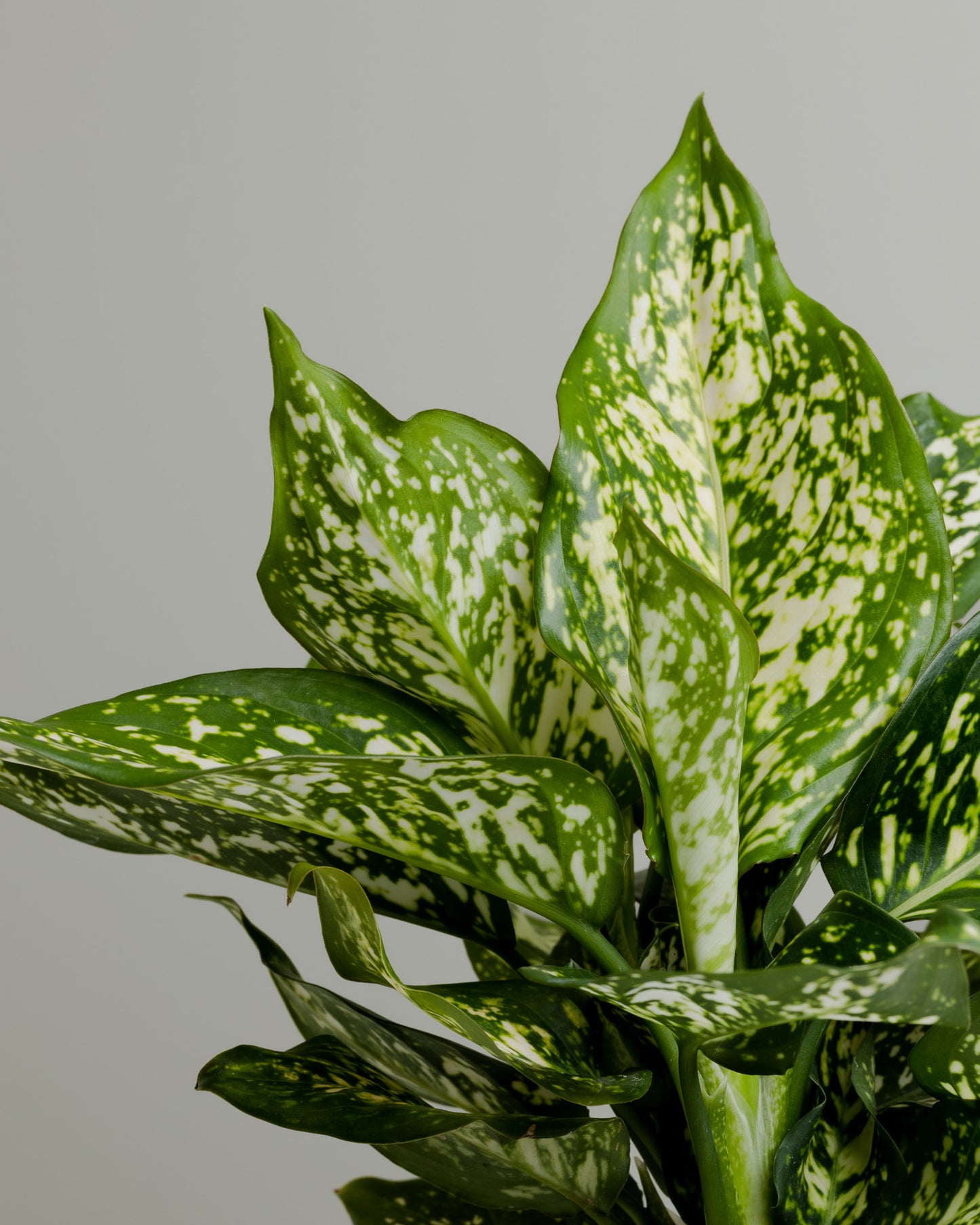 Aglaonema, Eileen (125mm pot)