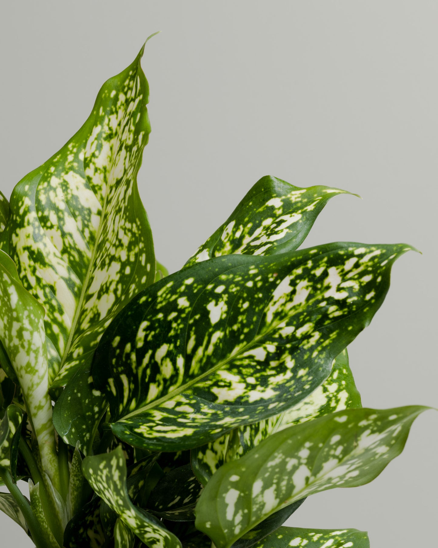 Aglaonema, Eileen (125mm pot)