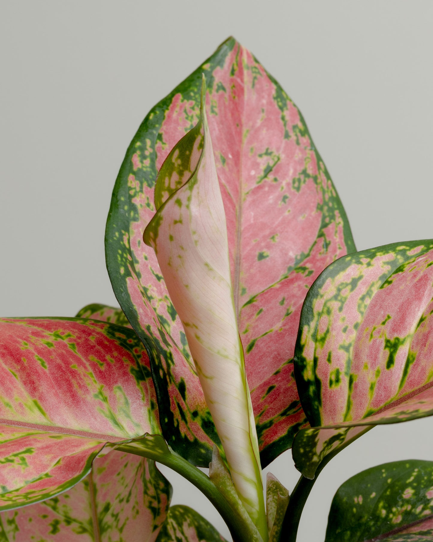 Aglaonema, Red Valentine (125mm pot)