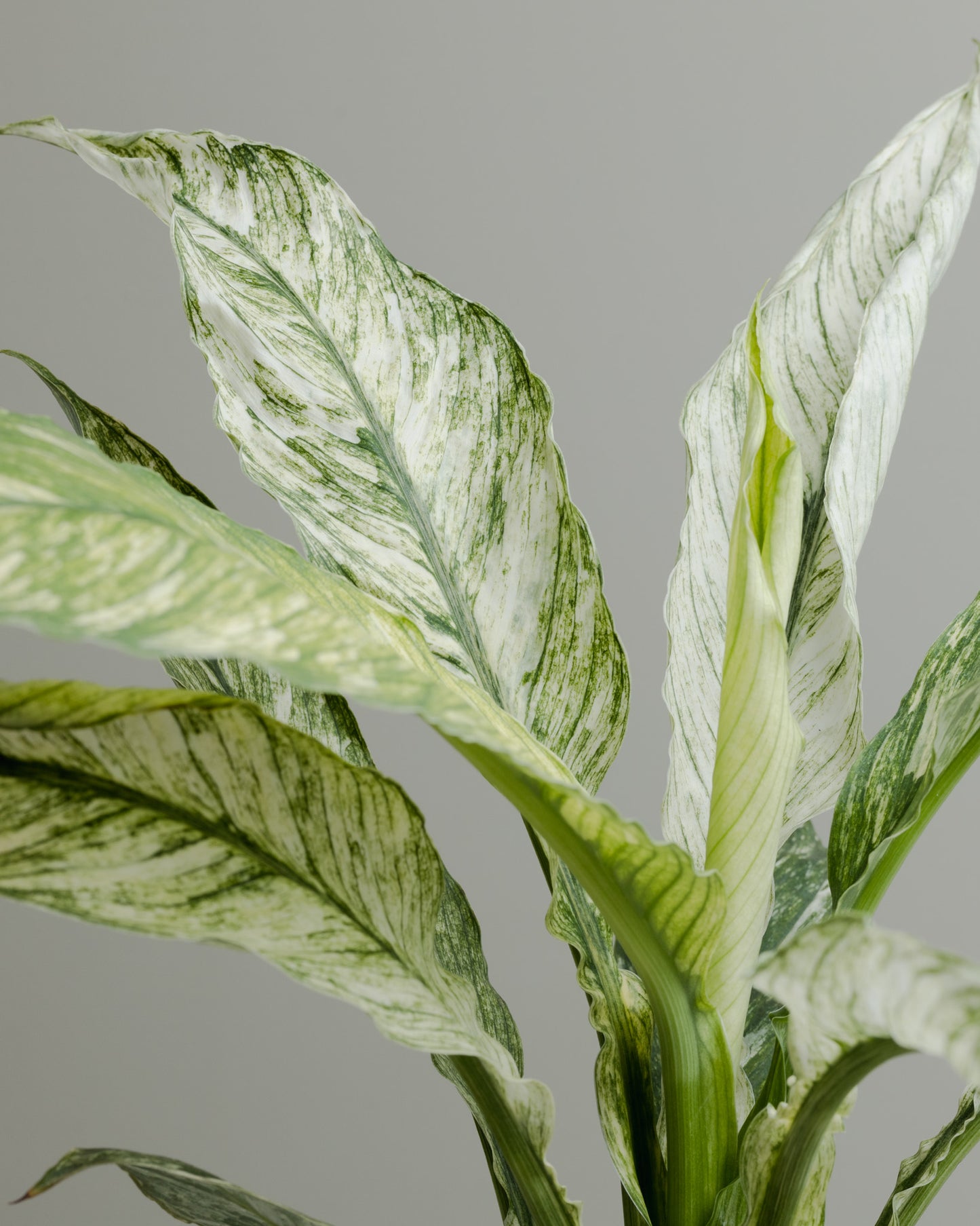 Spathiphyllum, Variegated Sensation (100mm pot size)
