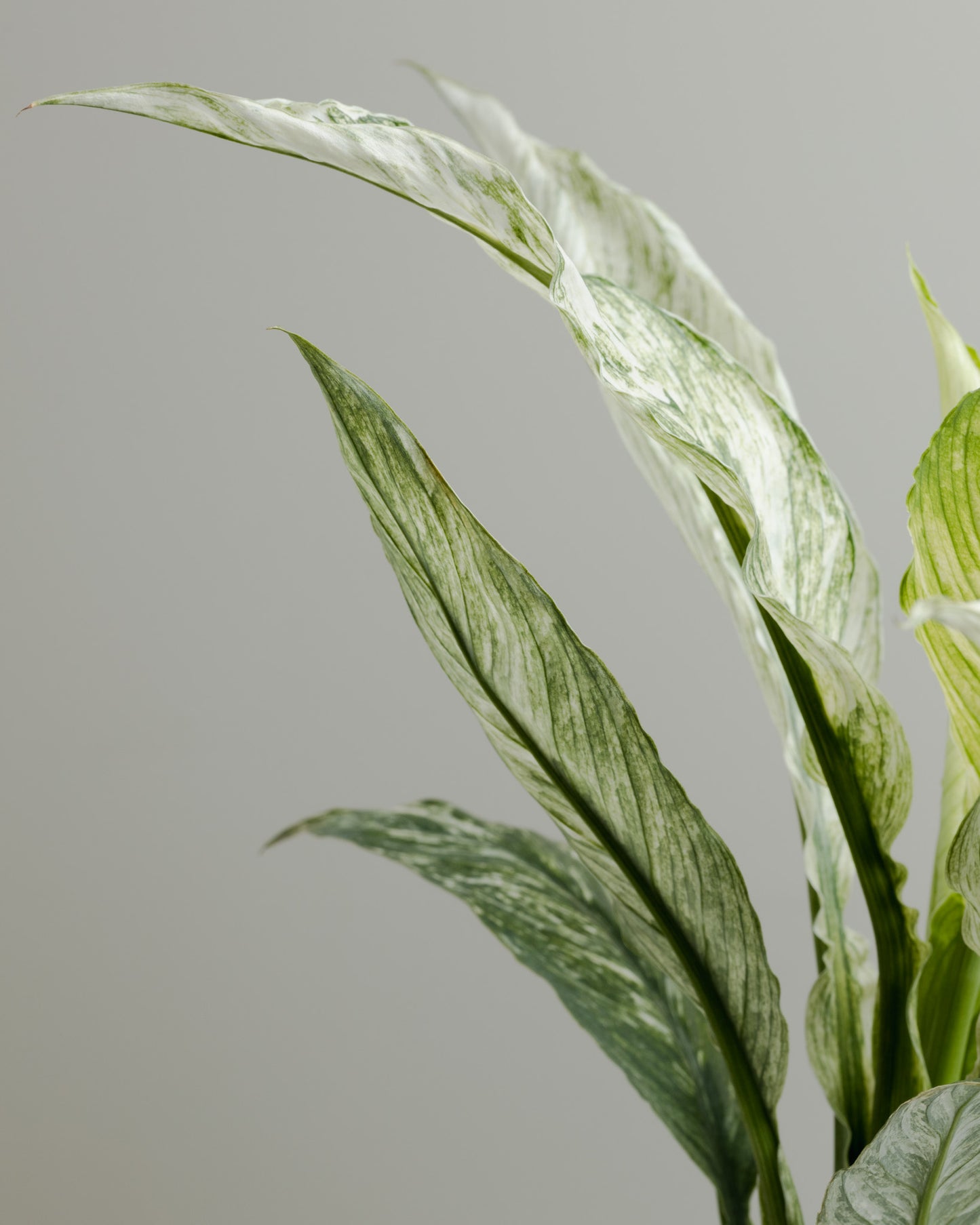 Spathiphyllum, Variegated Sensation (100mm pot size)