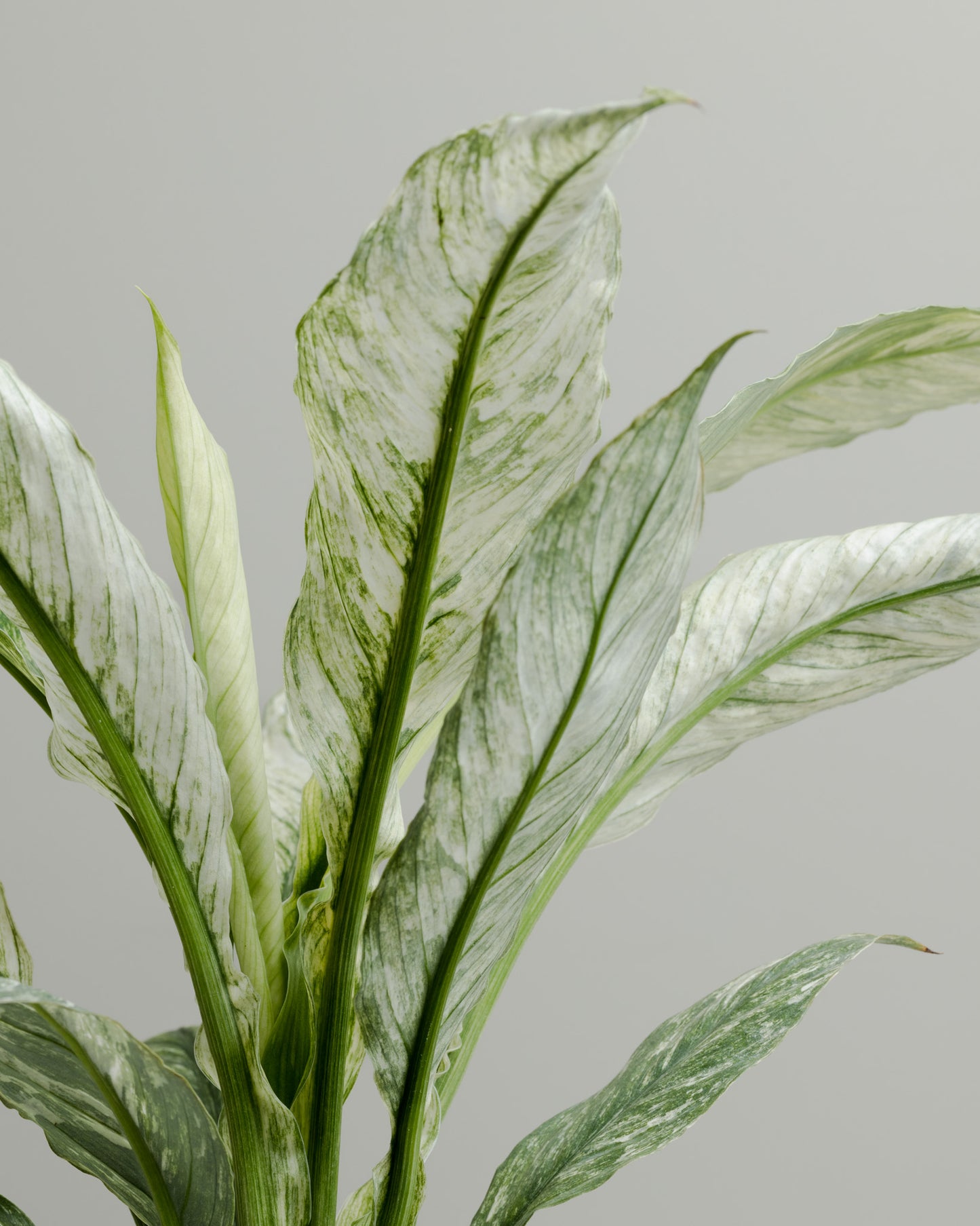 Spathiphyllum, Variegated Sensation (100mm pot size)