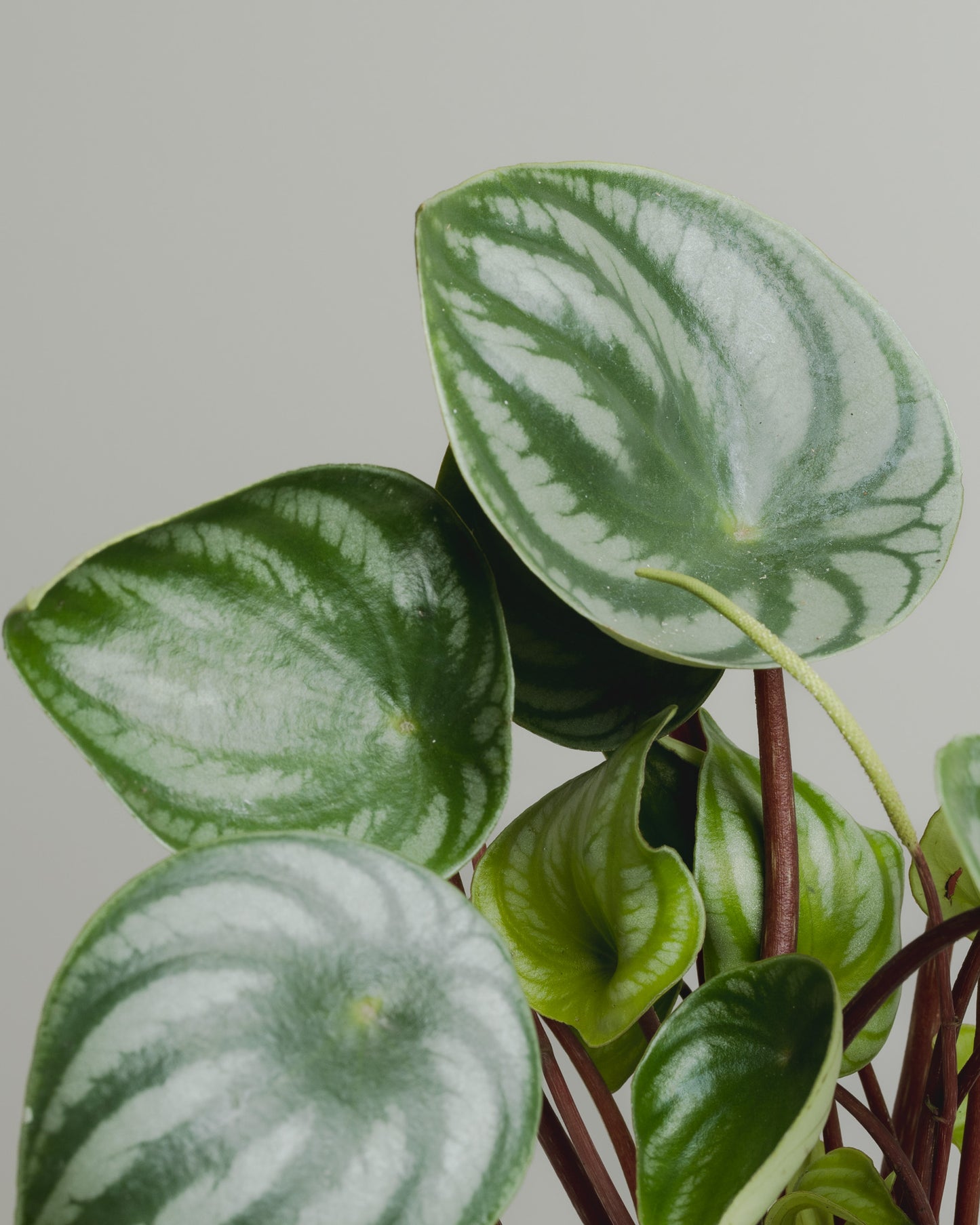 Peperomia Watermelon (130mm Pot Size)