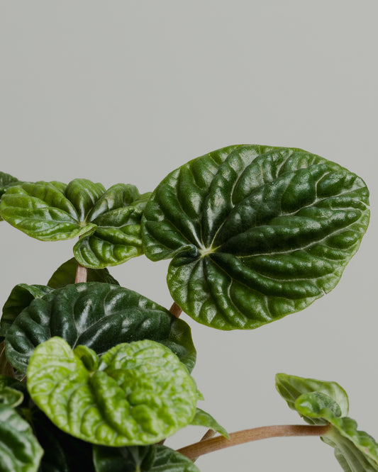 Peperomia Caperata, Emerald Ripple (130mm Pot Size)