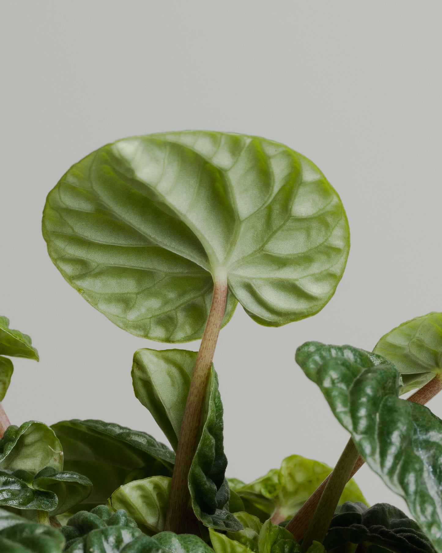 Peperomia Caperata, Emerald Ripple (130mm Pot Size)