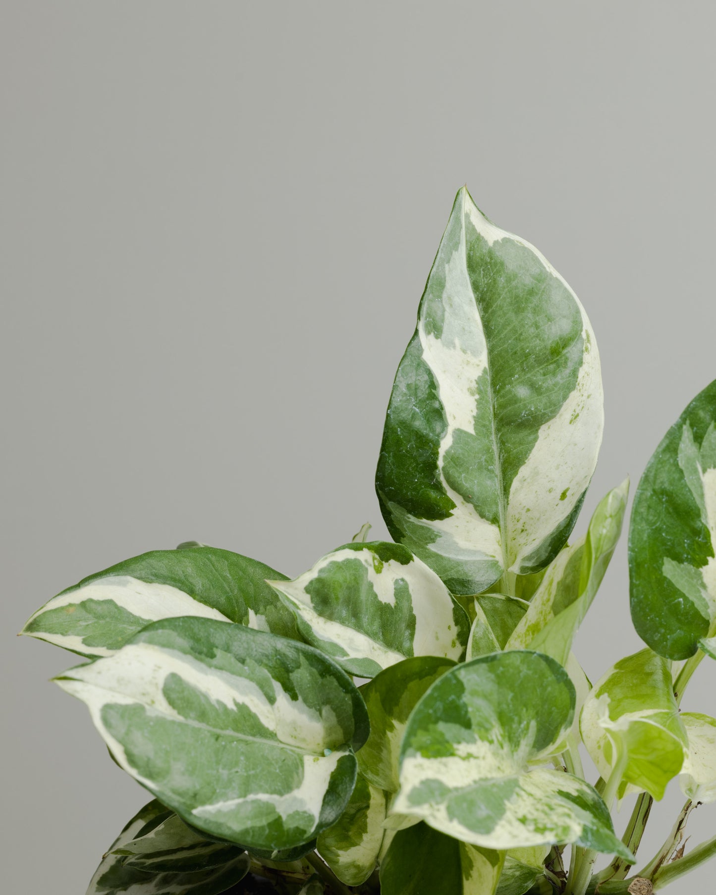 Pothos, Snow Queen (130mm Pot Size)