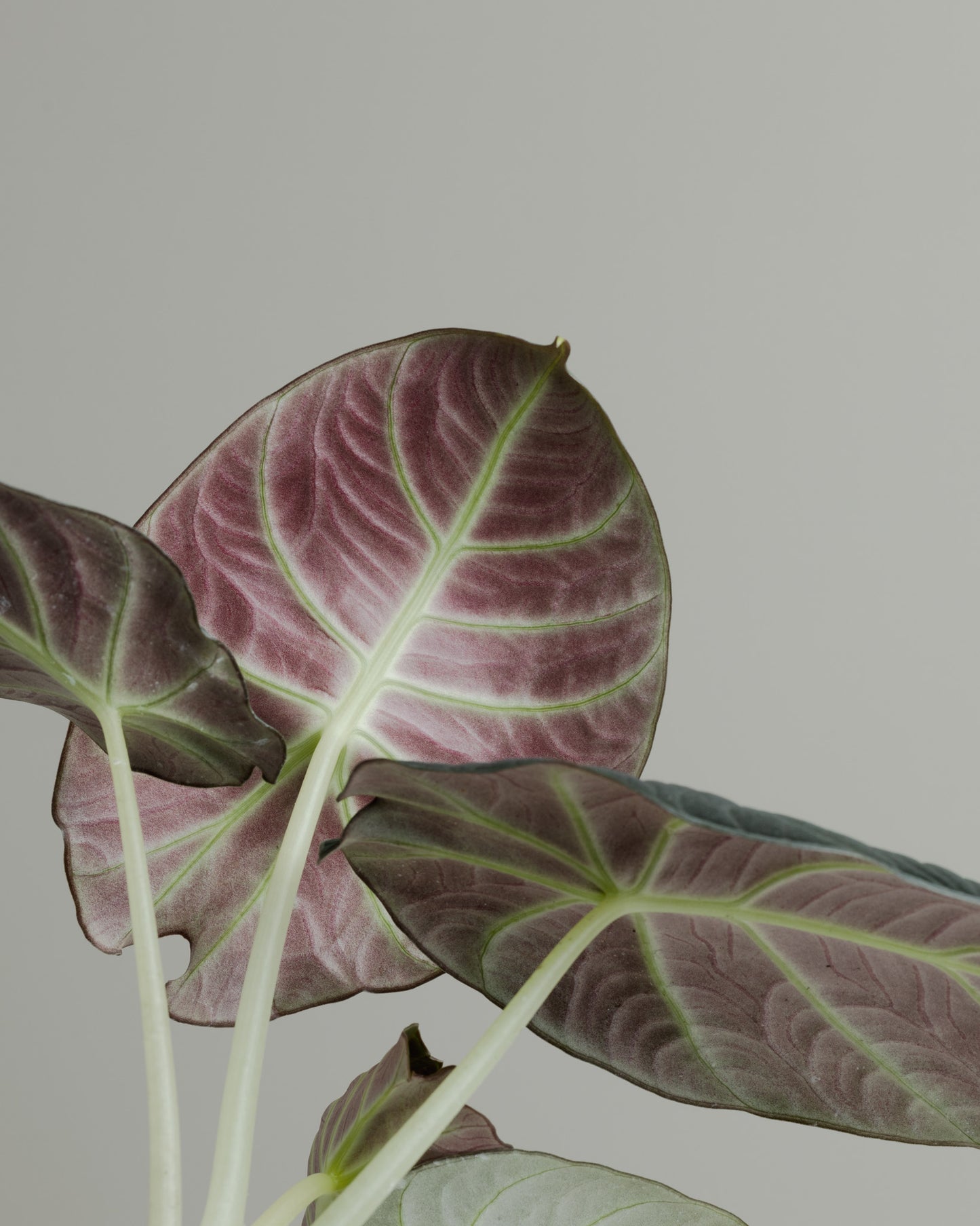 Alocasia Reginula, Black Velvet (130mm Pot Size)
