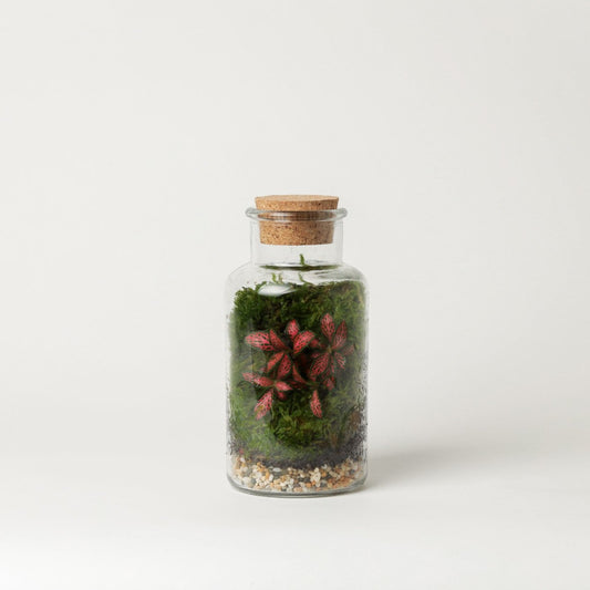 mini terrarium plant shop