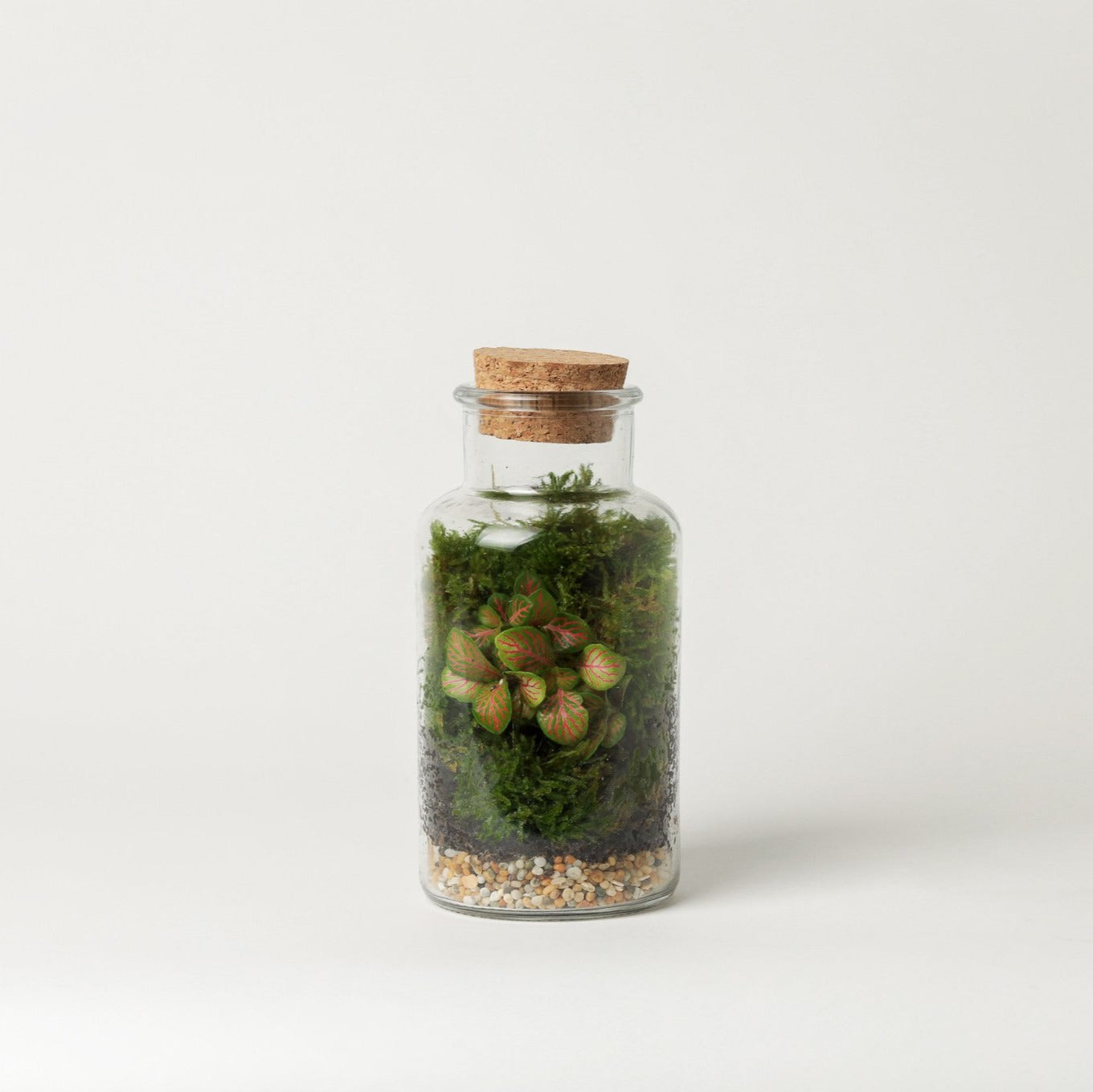 Mini Terrarium (fittonia)