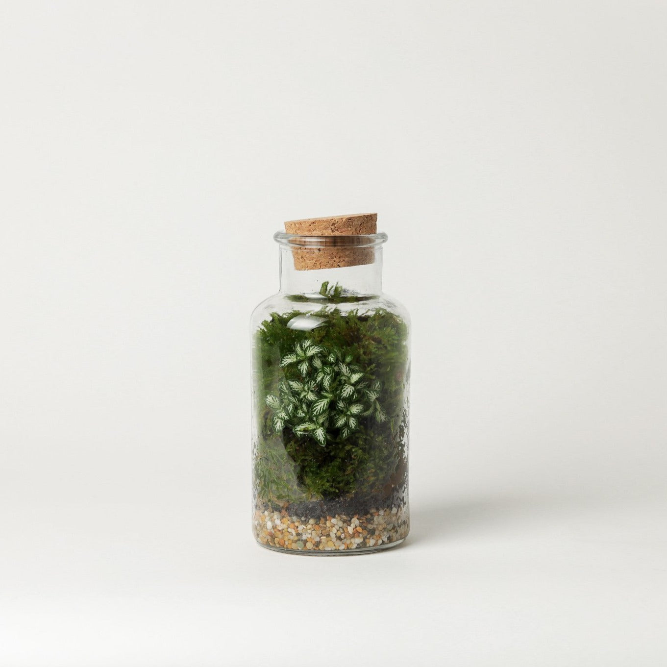 Mini Terrarium (fittonia)