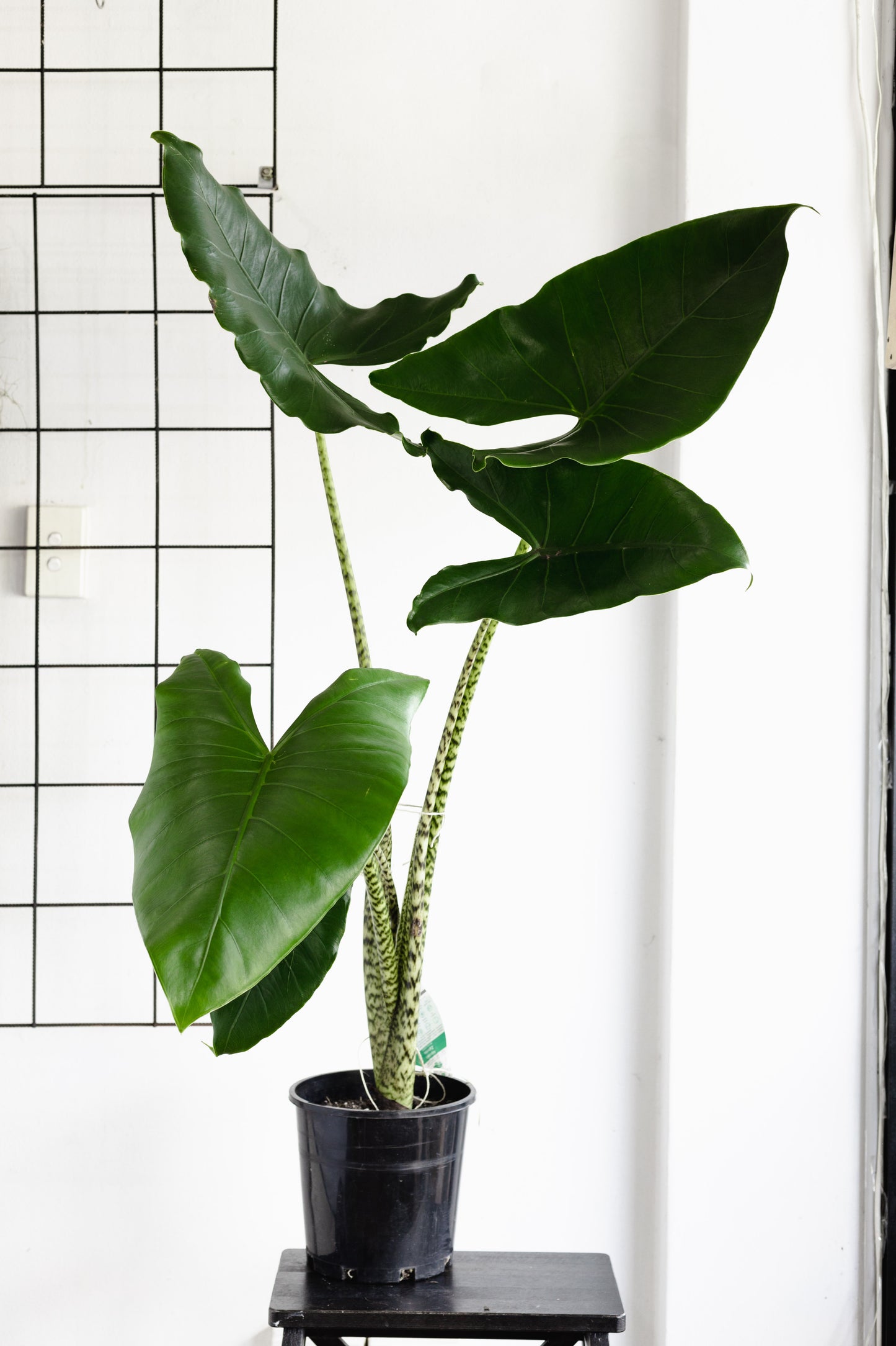 alocasia zebrina plant