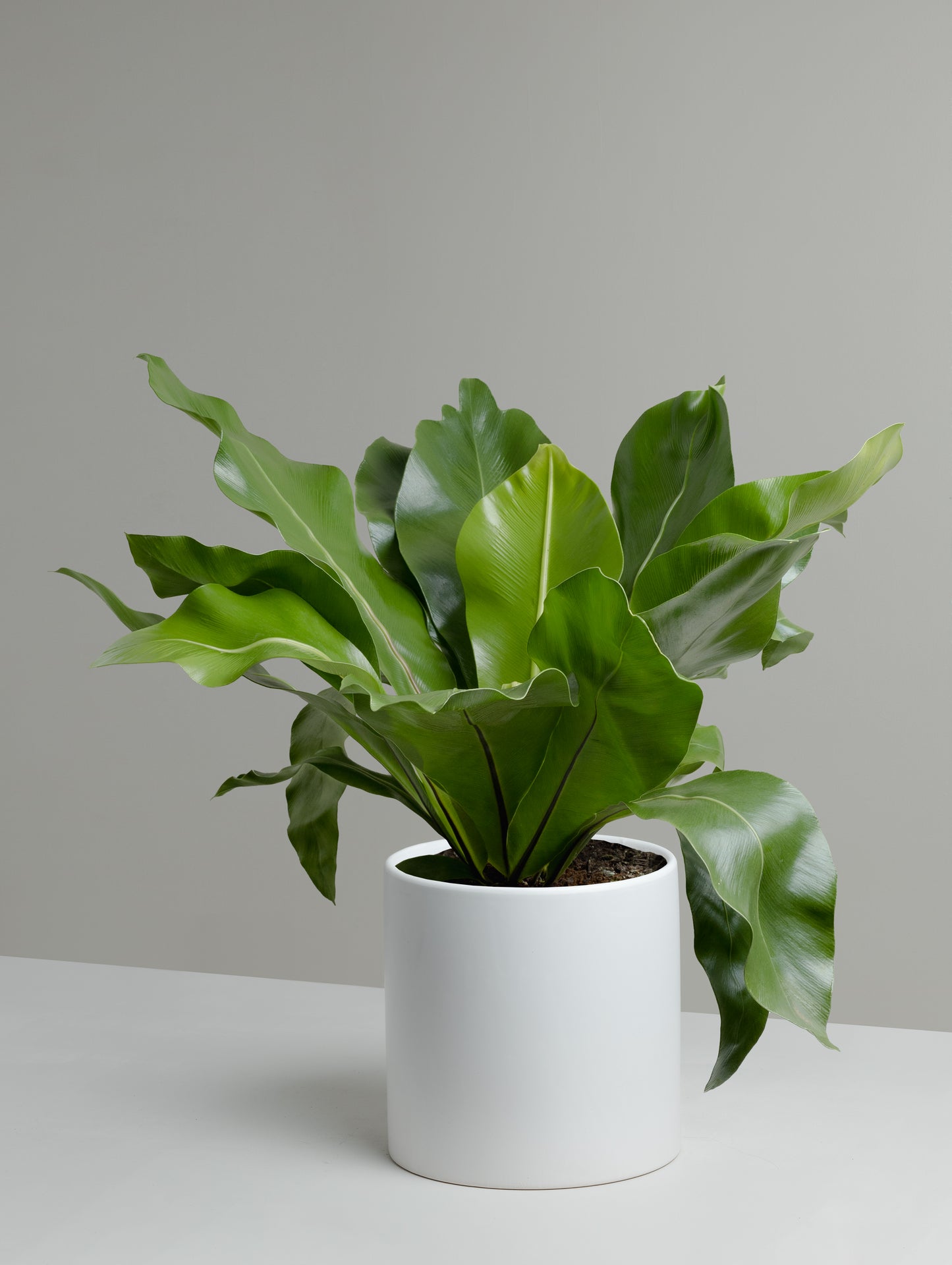 Asplenium, Norfolk gem (200mm Pot Size)