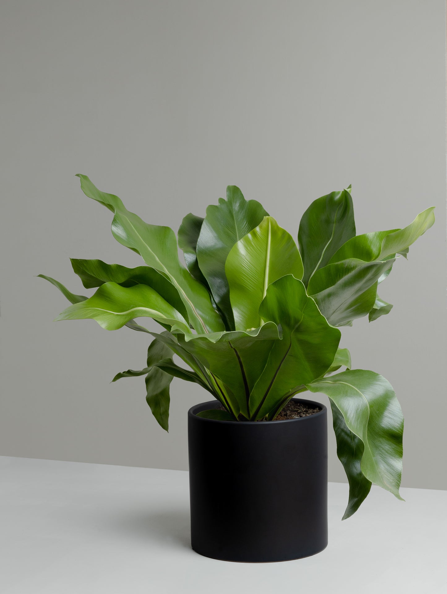 Asplenium, Norfolk gem (200mm Pot Size)