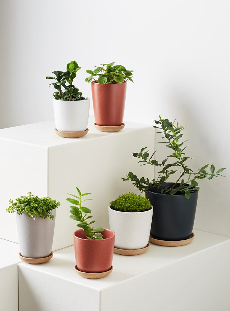 Bonnie Pot Medium (200mm Pot Size)