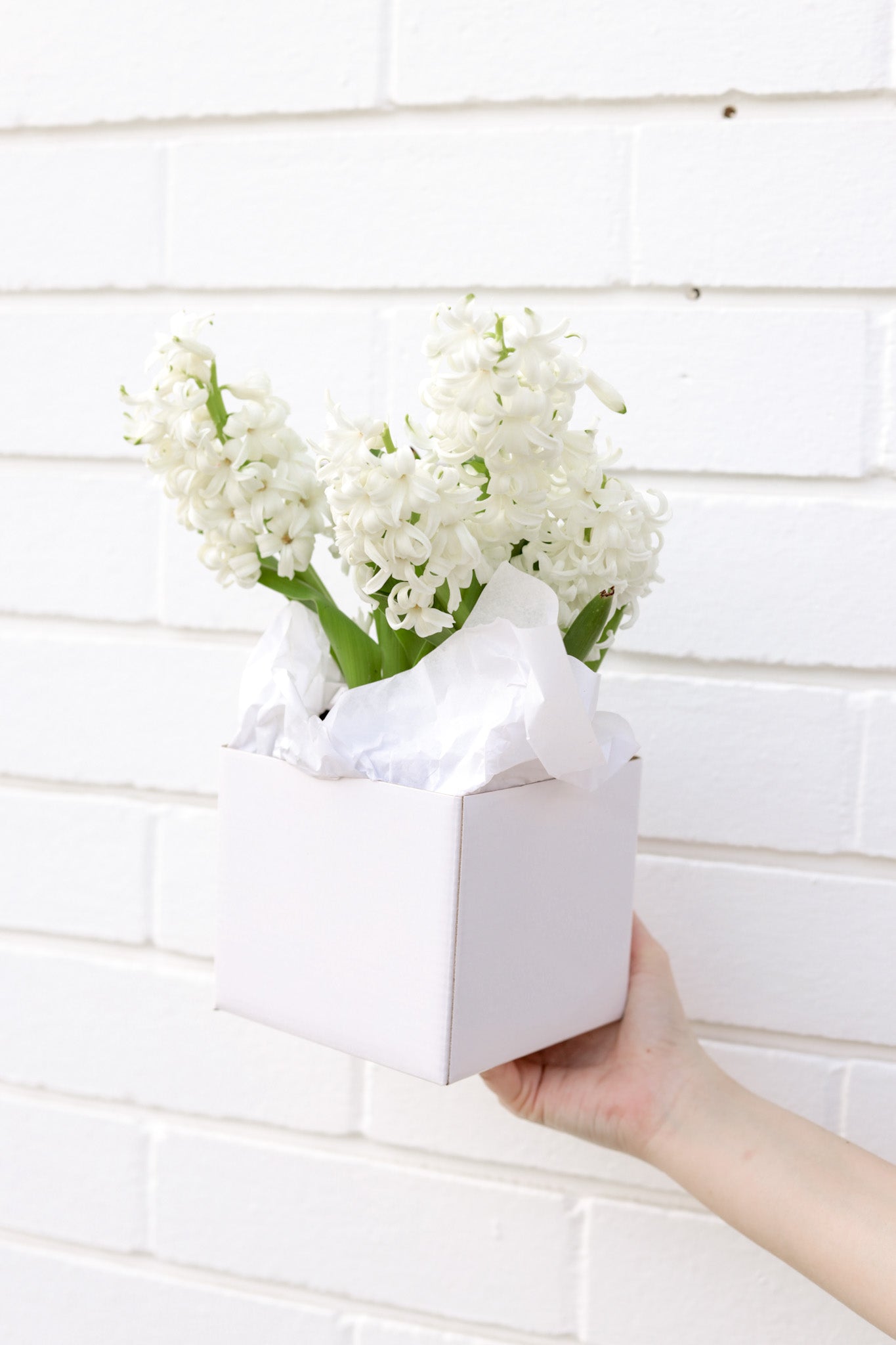 White Hyacinth flower box