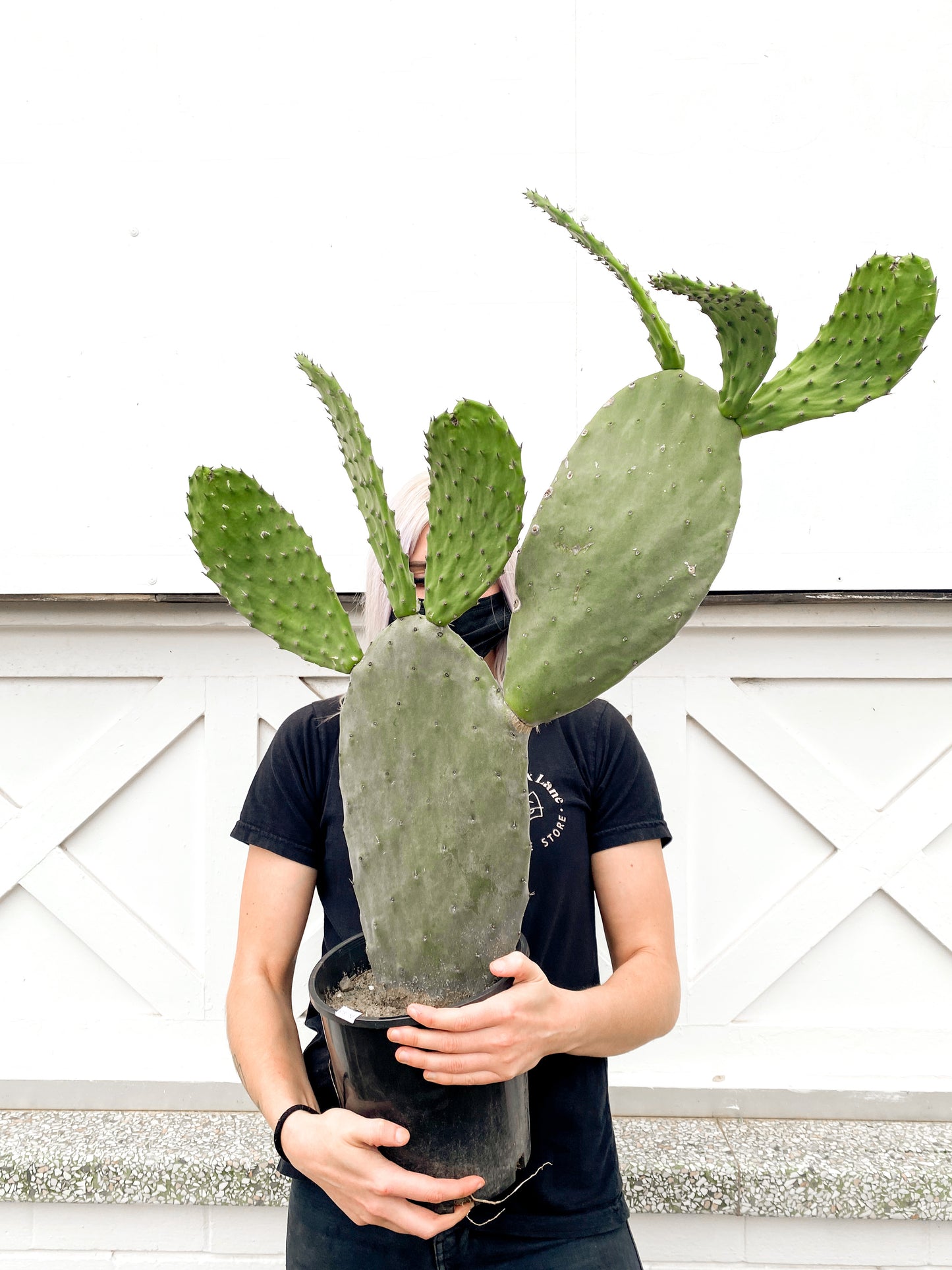 Indian fig (200mm pot size)