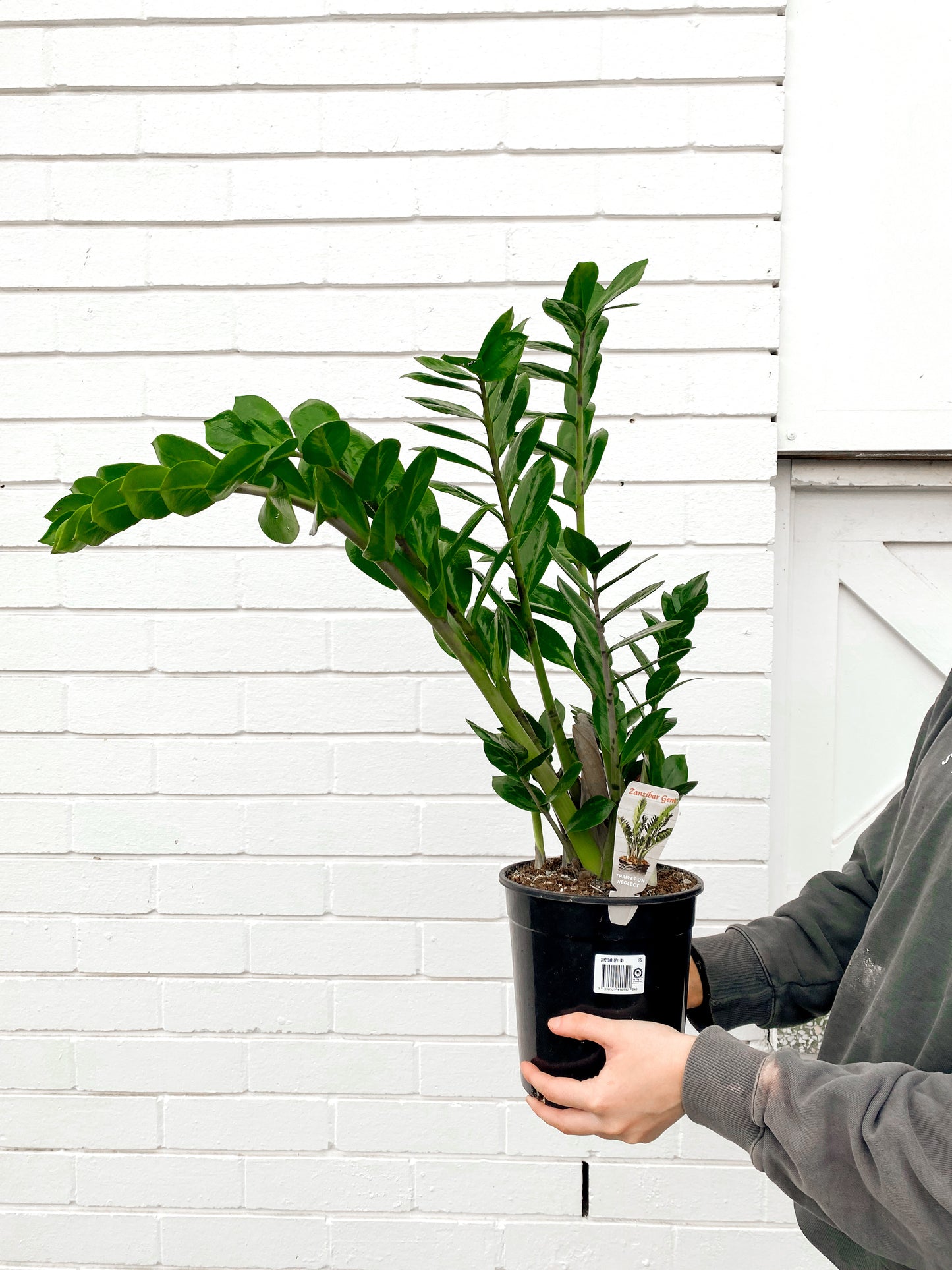 Zanzibar Gem (175mm Pot Size)