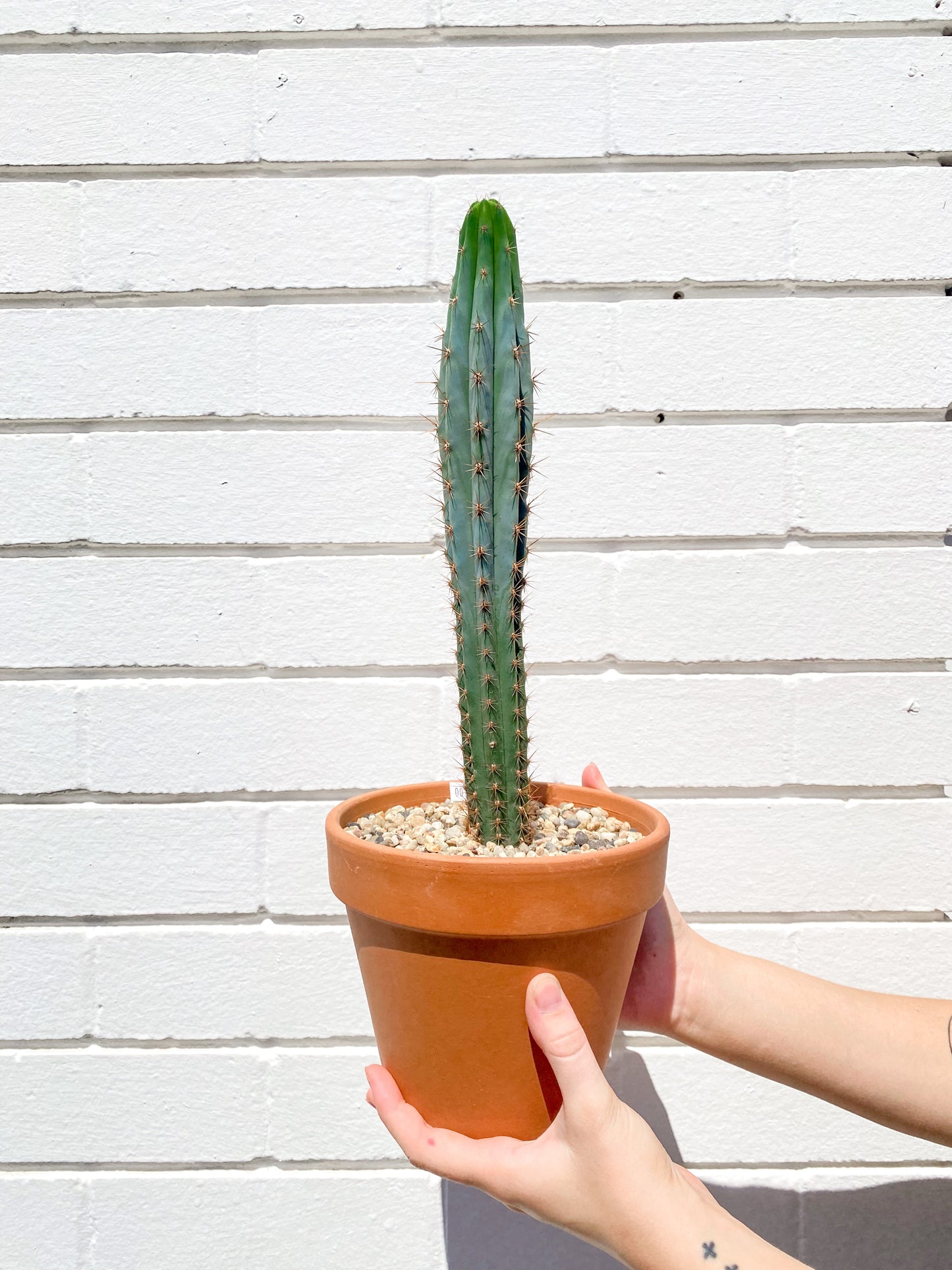 Trichocereus (170mm terracotta pot)