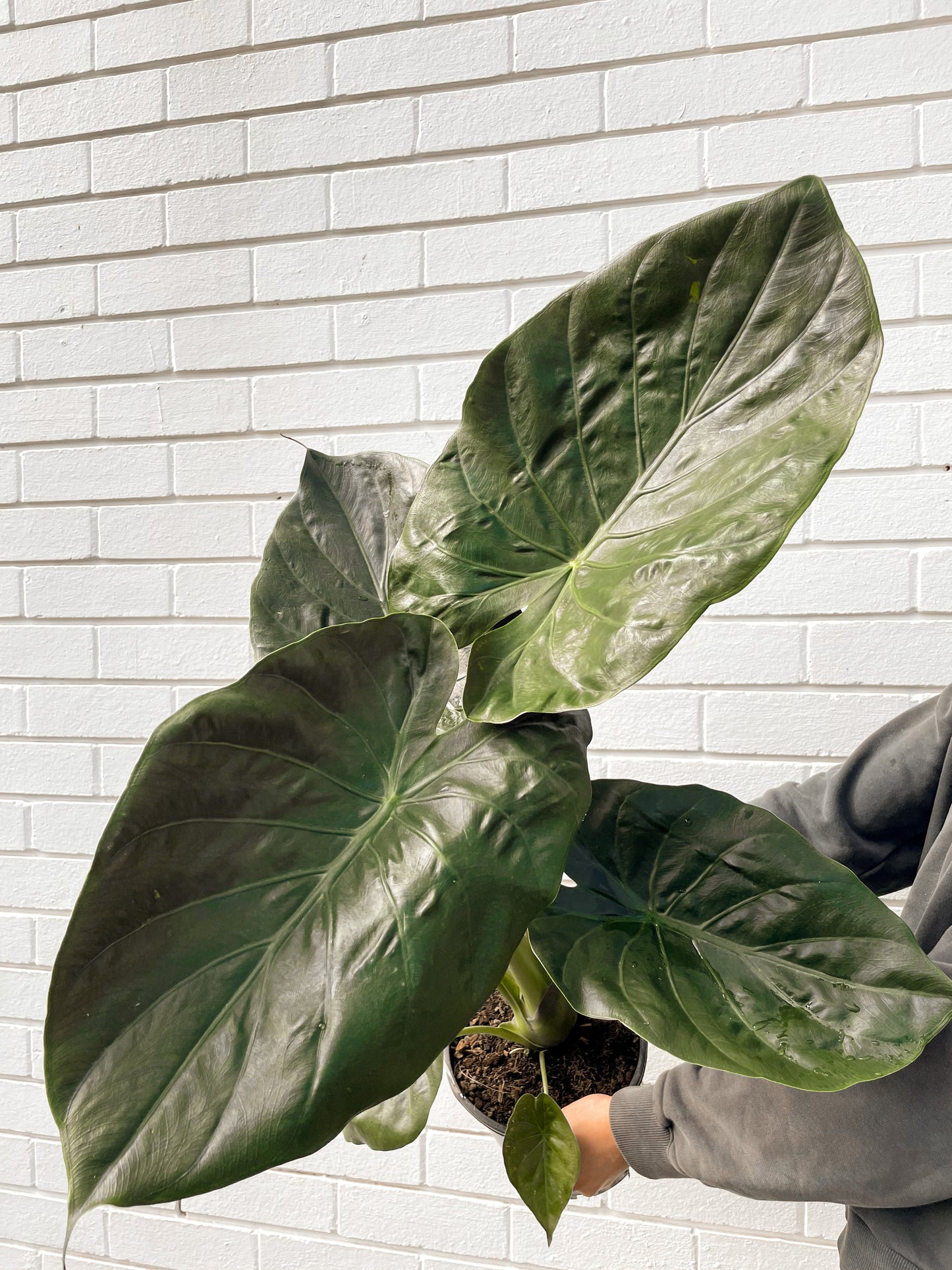 Alocasia Wentii (200mm Pot Size)