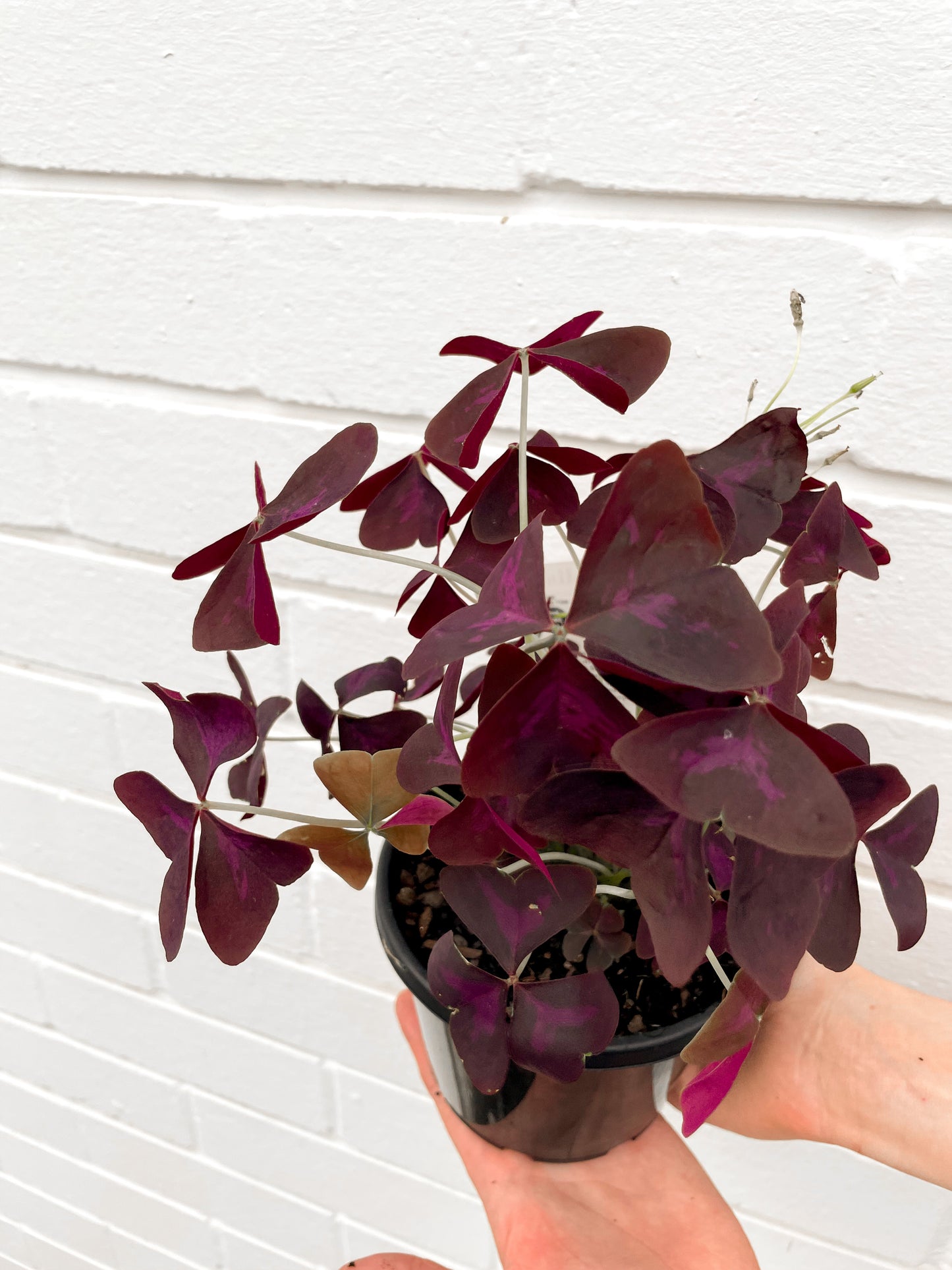 Oxalis Triangularis (130mm Pot Size)