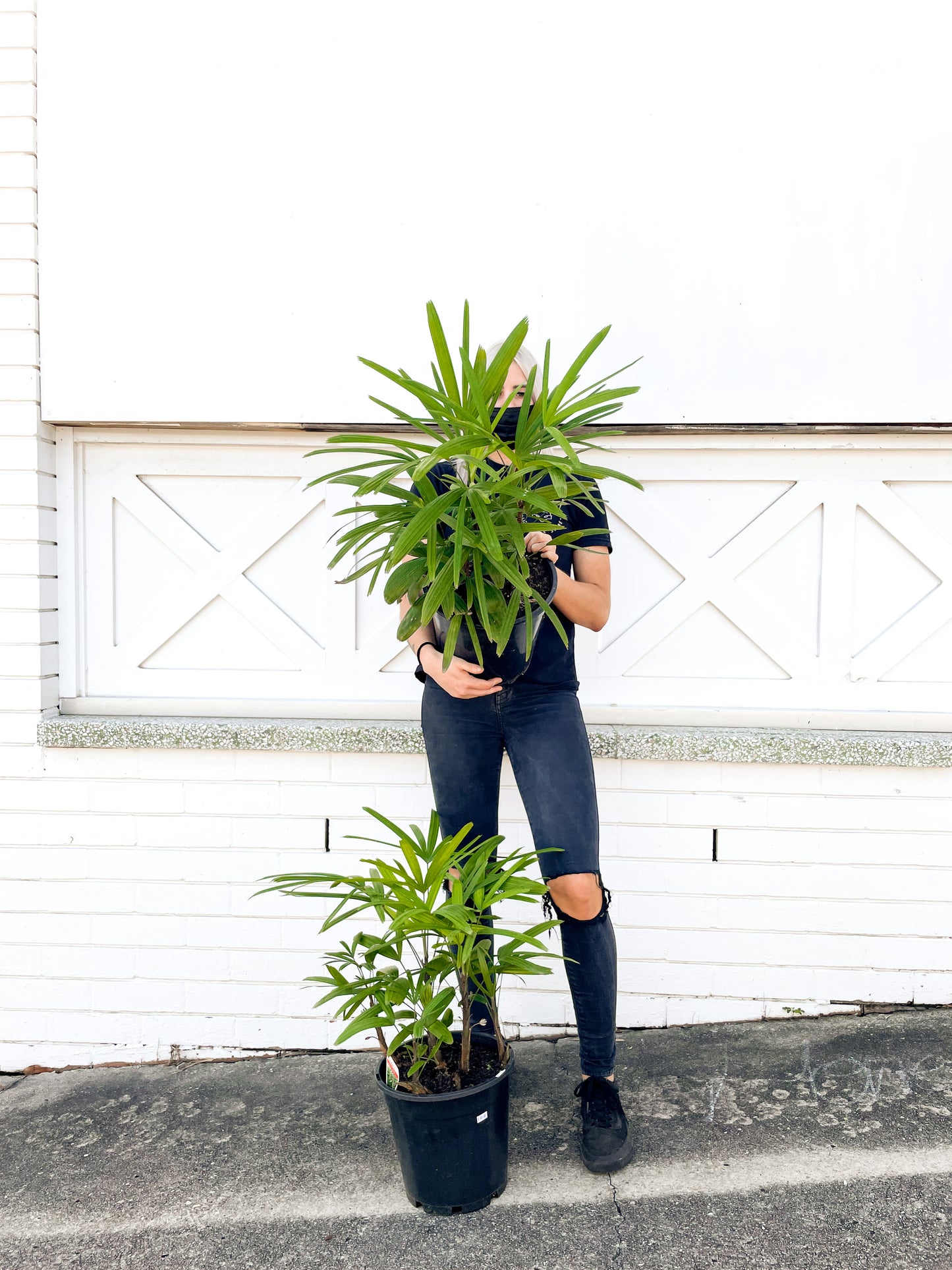 Rhapis Palm (250mm Pot Size)
